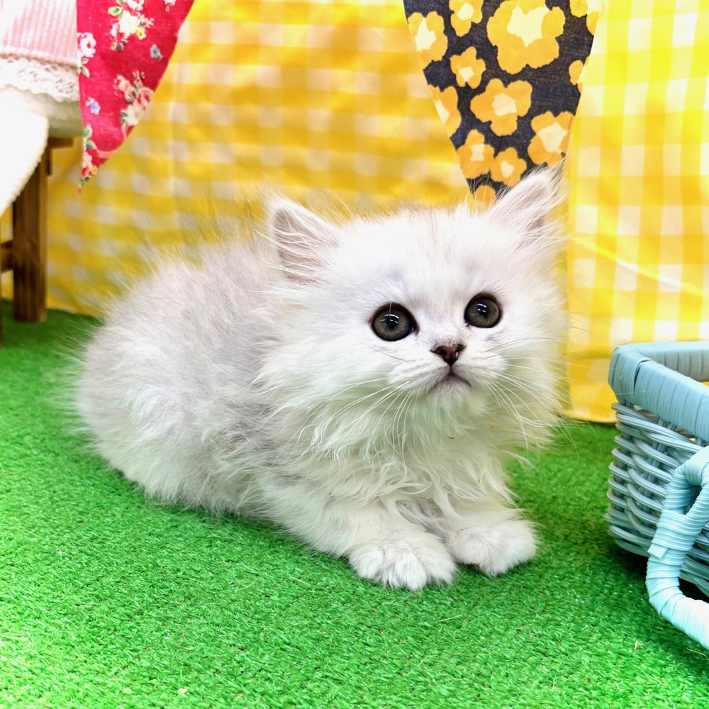 生体画像２