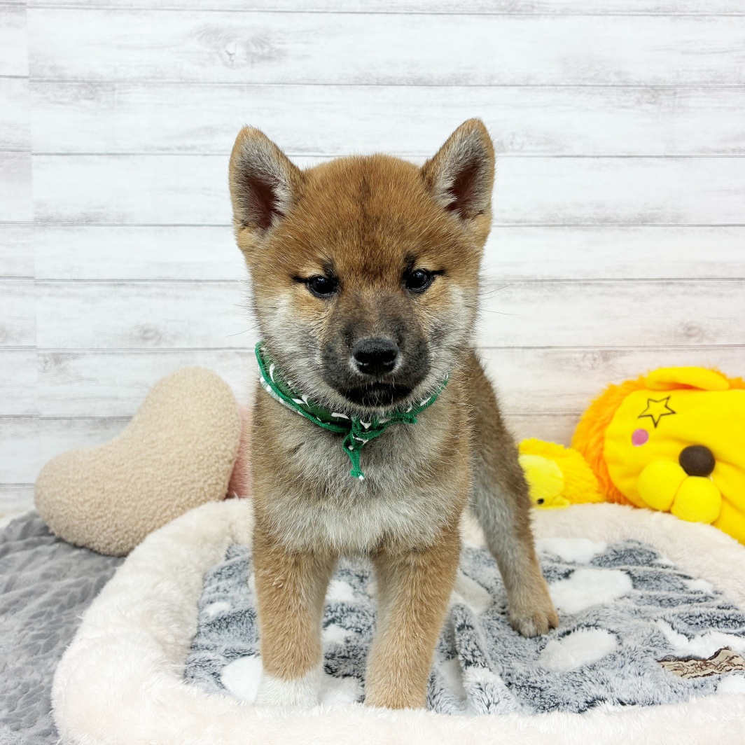 兵庫県の柴犬(標準サイズ) (犬の家＆猫の里川西店/2026年3月11日生まれ/男の子/赤)の子犬の1枚目の画像