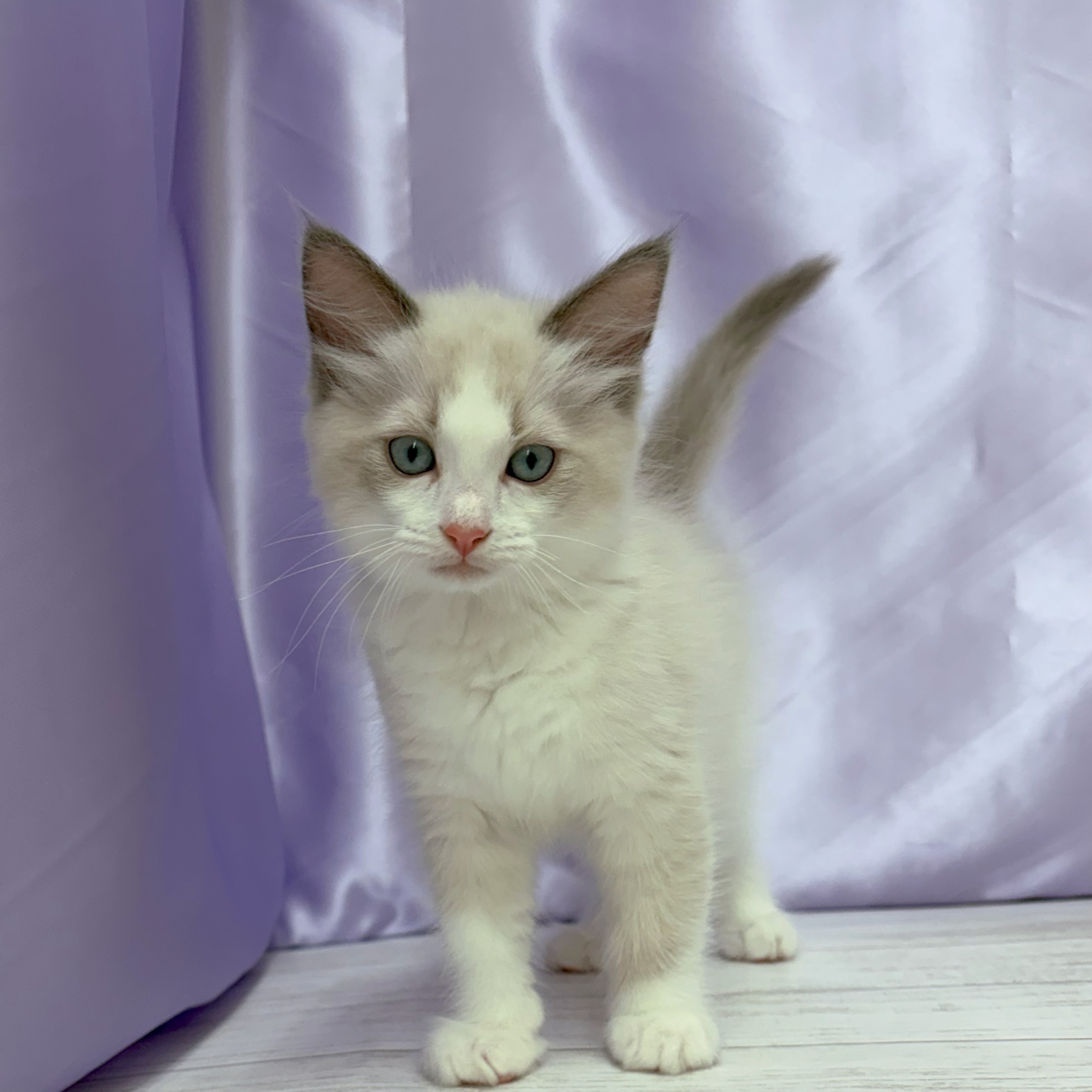 兵庫県のラグドール (犬の家＆猫の里尼崎店/2026年3月9日生まれ/男の子/ブルーポイントバイカラー)の子猫の1枚目の画像