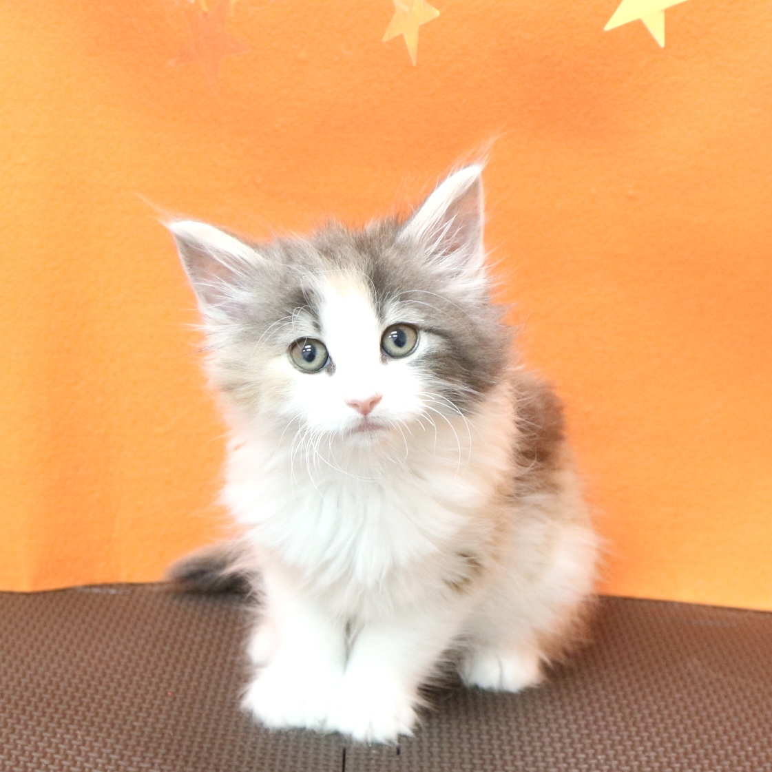 大阪府のノルウェージャンフォレストキャット (犬の家＆猫の里吹田店/2026年3月9日生まれ/女の子/シルバーパッチドタビーホワイト)の子猫の1枚目の画像