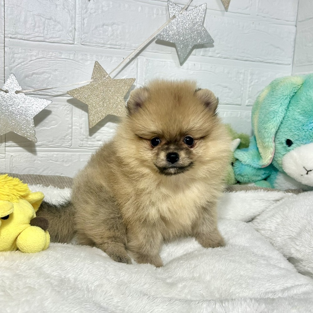 兵庫県のポメラニアン (犬の家＆猫の里ニッケパークタウン加古川店/2026年3月12日生まれ/女の子/オレンジ)の子犬の1枚目の画像