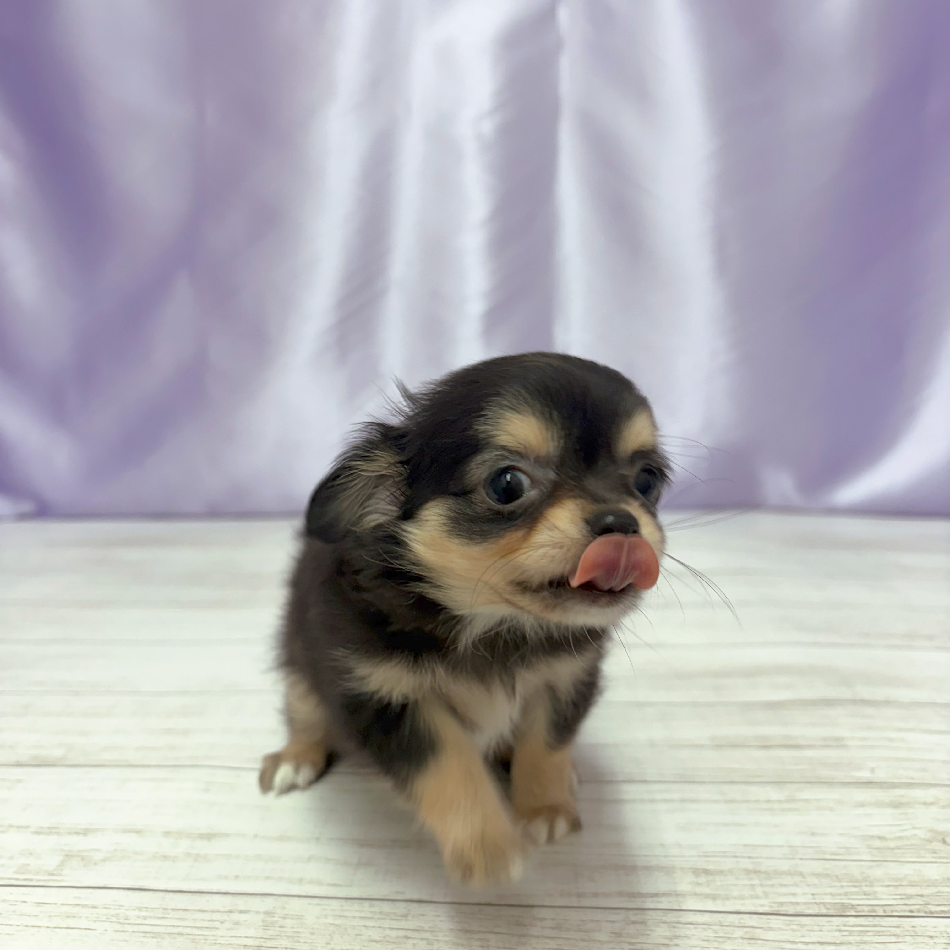 兵庫県のチワワ(ロング) (犬の家＆猫の里尼崎店/2026年3月12日生まれ/女の子/ブラックタンホワイト)の子犬の2枚目の画像