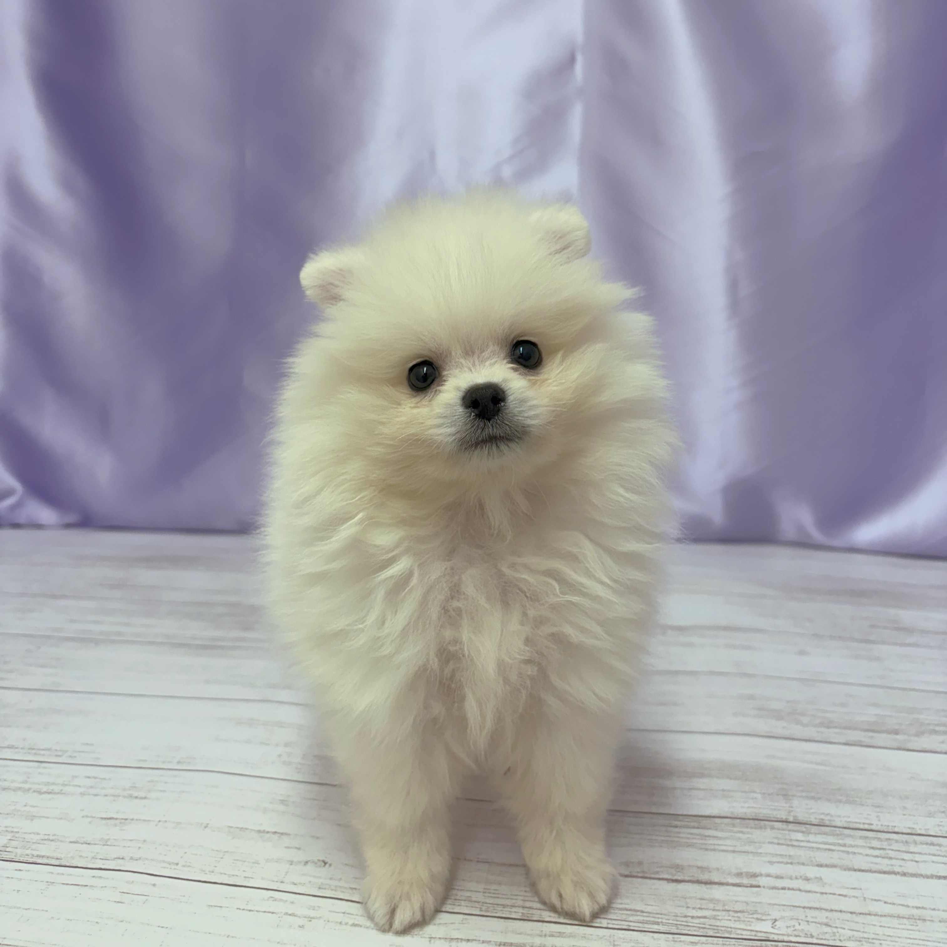 兵庫県のポメラニアン (犬の家＆猫の里尼崎店/2026年3月11日生まれ/男の子/クリーム)の子犬の2枚目の画像