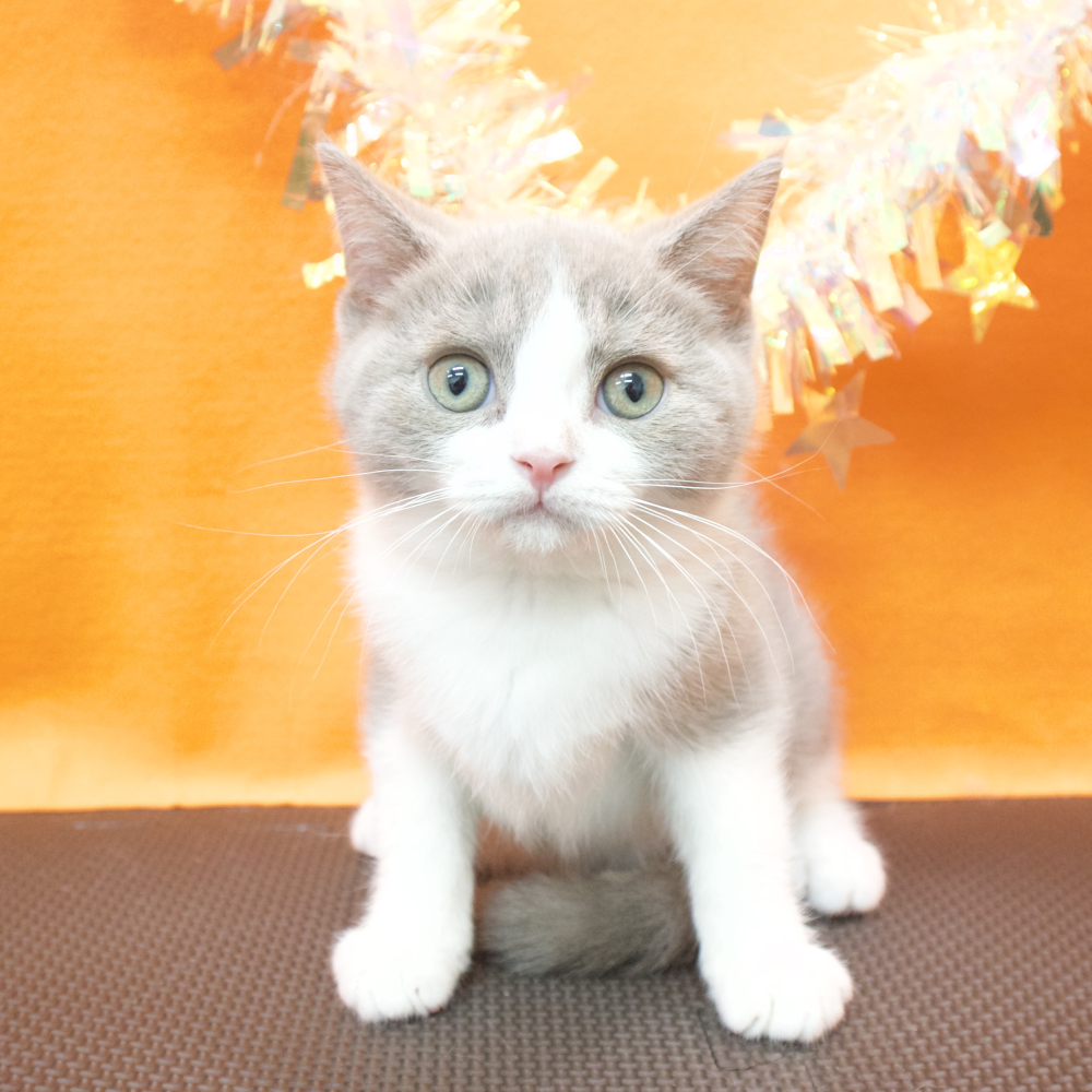 大阪府のブリティッシュショートヘアー (犬の家＆猫の里吹田店/2026年2月26日生まれ/男の子/ライラックホワイト)の子猫の1枚目の画像
