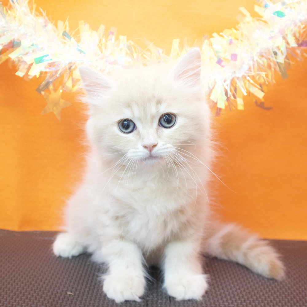 大阪府のサイベリアン (犬の家＆猫の里吹田店/2026年3月10日生まれ/男の子/クリームタビー)の子猫の1枚目の画像