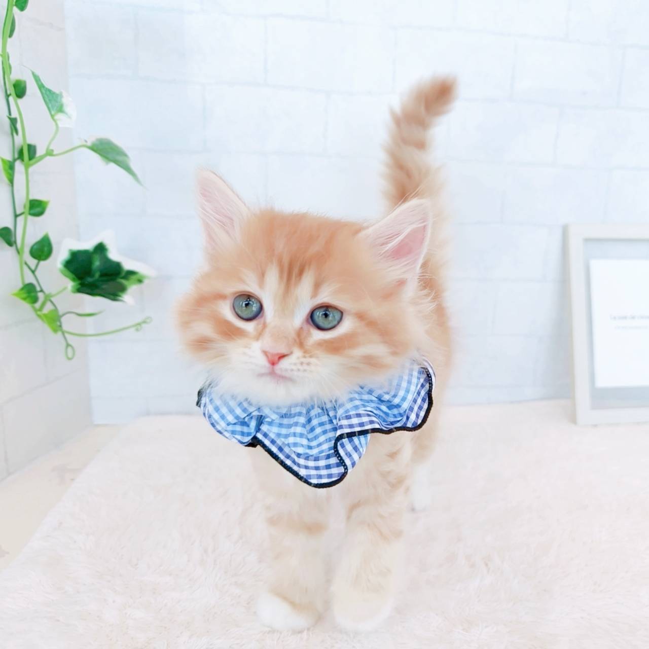 石川県のサイベリアン (犬の家＆猫の里金沢店/2026年3月10日生まれ/男の子/レッドタビーホワイト)の子猫の2枚目の画像