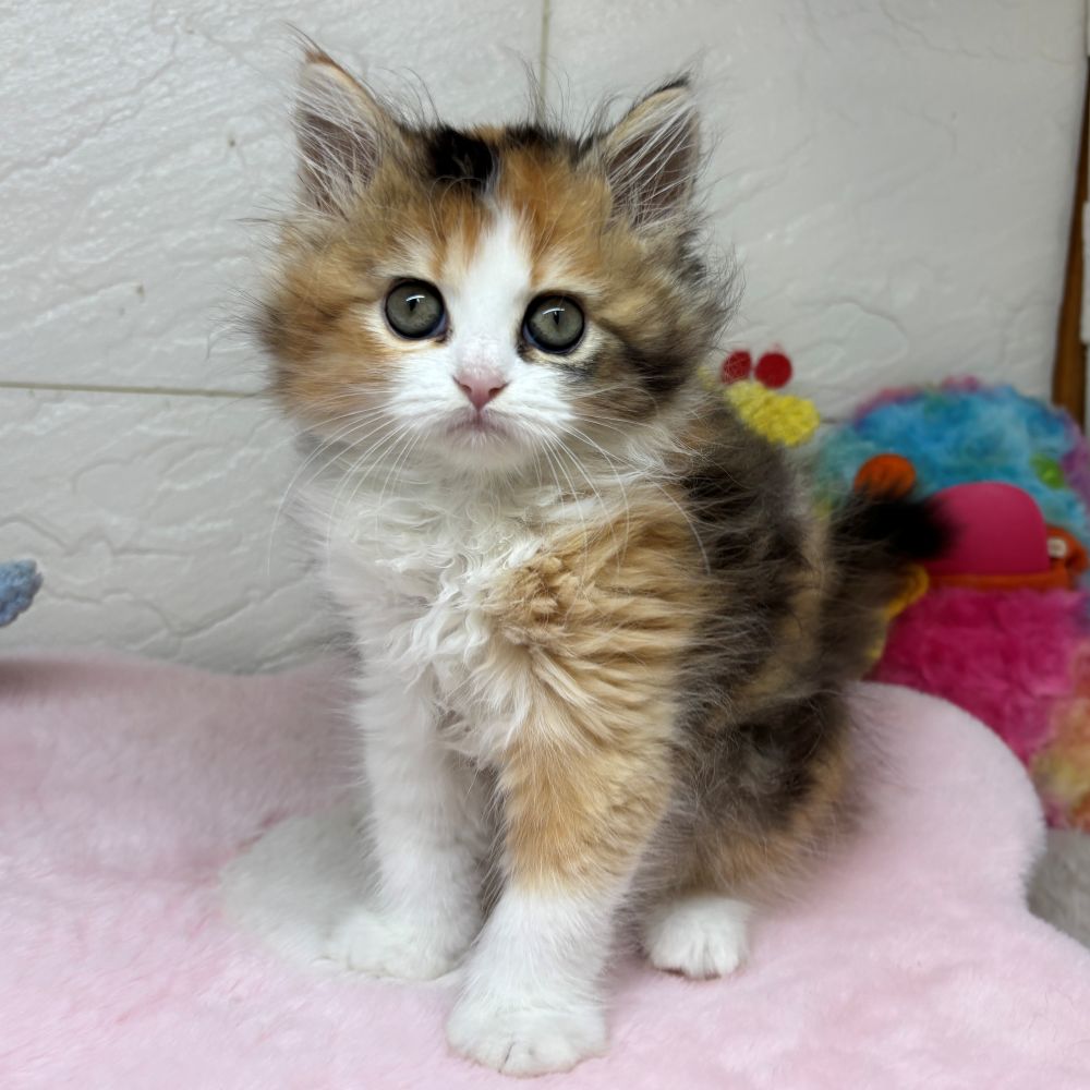 兵庫県のスコティッシュフォールド (犬の家＆猫の里ゆめタウン姫路店/2026年3月12日生まれ/女の子/ブラウンパッチドタビーホワイト)の子猫の1枚目の画像