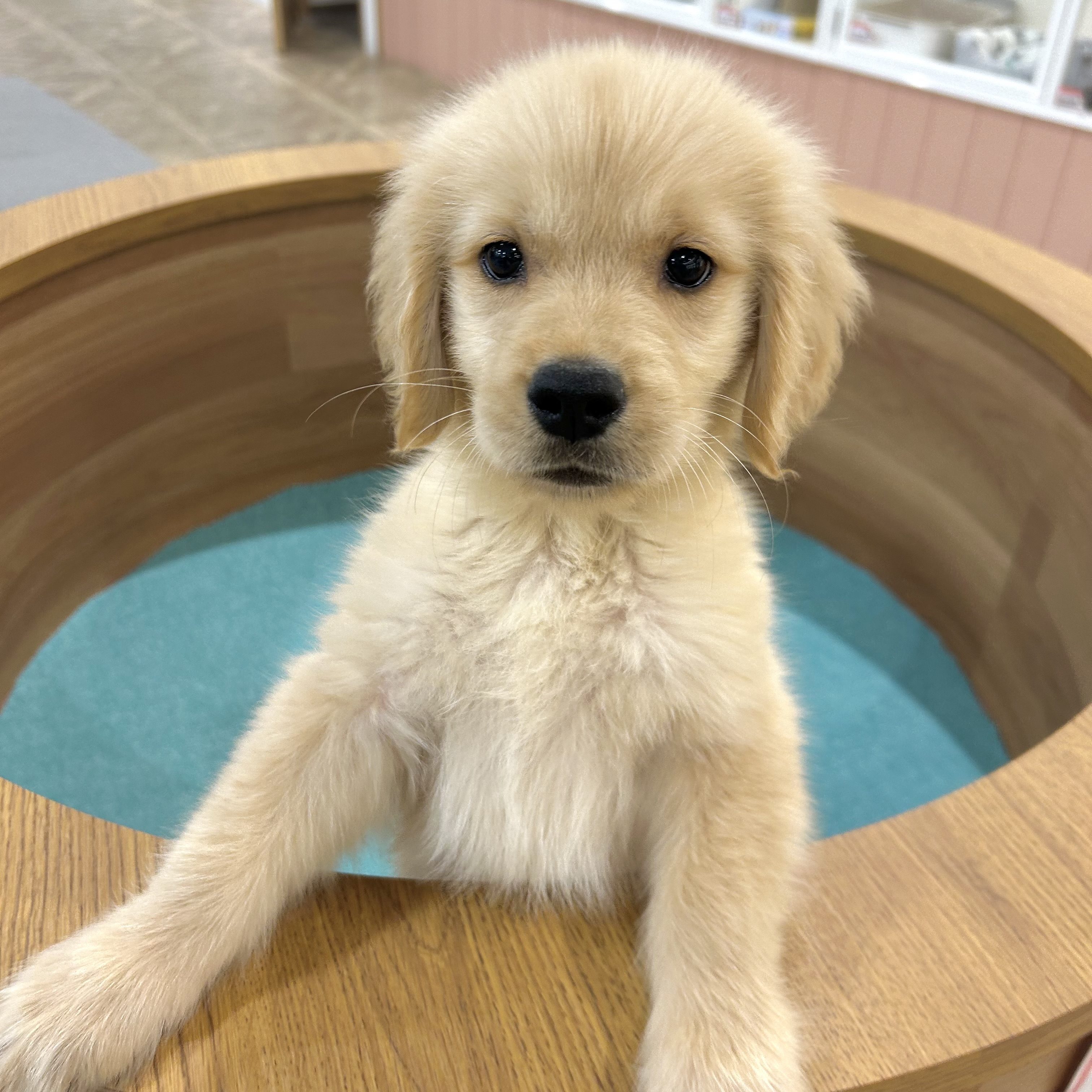 大阪府のゴールデンレトリバー (犬の家＆猫の里そよら東岸和田店/2026年3月11日生まれ/男の子/ゴールデン)の子犬の1枚目の画像