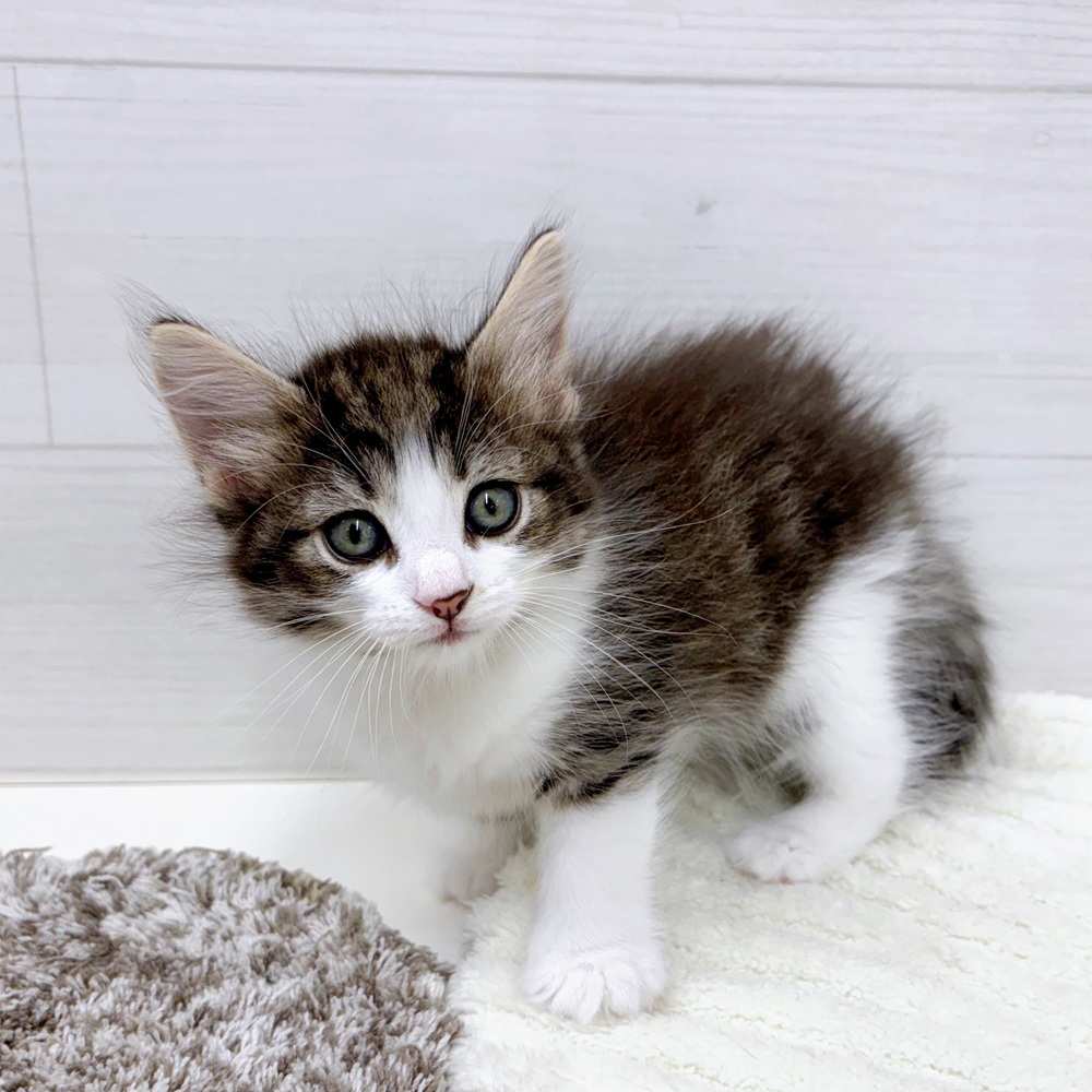石川県のノルウェージャンフォレストキャット (犬の家＆猫の里アミーゴ金沢おこばた店/2026年3月14日生まれ/女の子/ブラウンタビーホワイト)の子猫の2枚目の画像
