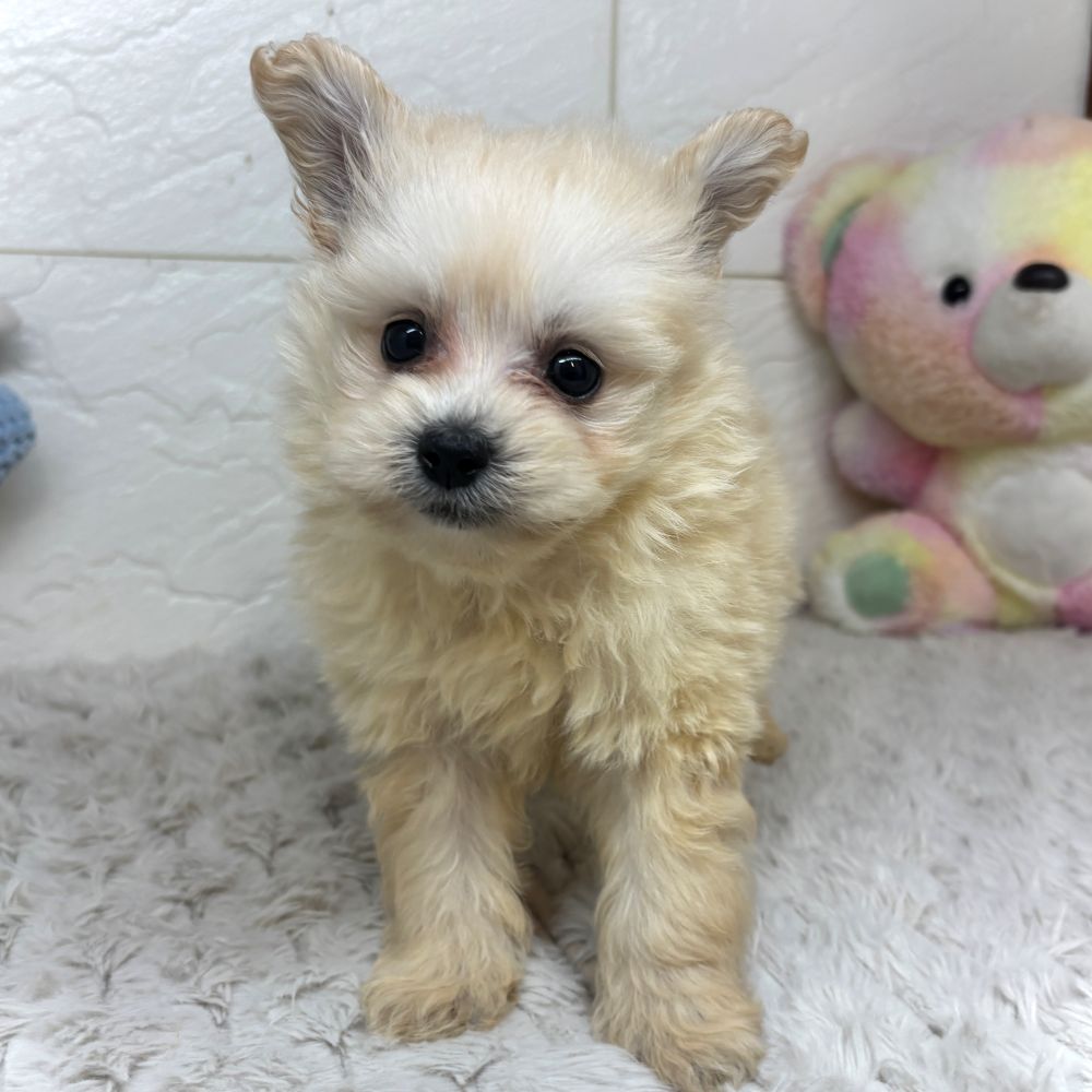 兵庫県のポメプー(ポメラニアン×プードル) (犬の家＆猫の里ゆめタウン姫路店/2026年3月13日生まれ/男の子/クリーム)の子犬の1枚目の画像
