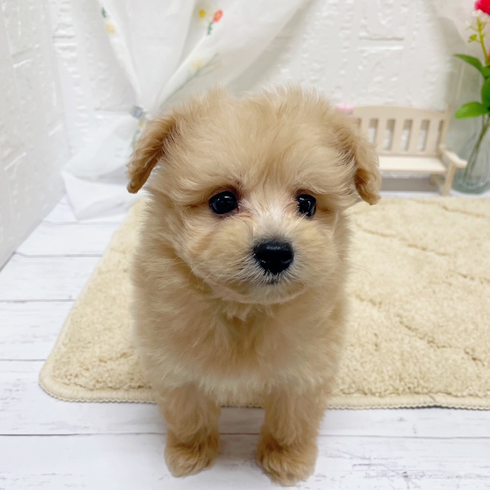 岡山県のポメプー(ポメラニアン×プードル) (犬の家＆猫の里岡山店/2026年3月13日生まれ/男の子/アプリコットホワイト)の子犬の2枚目の画像
