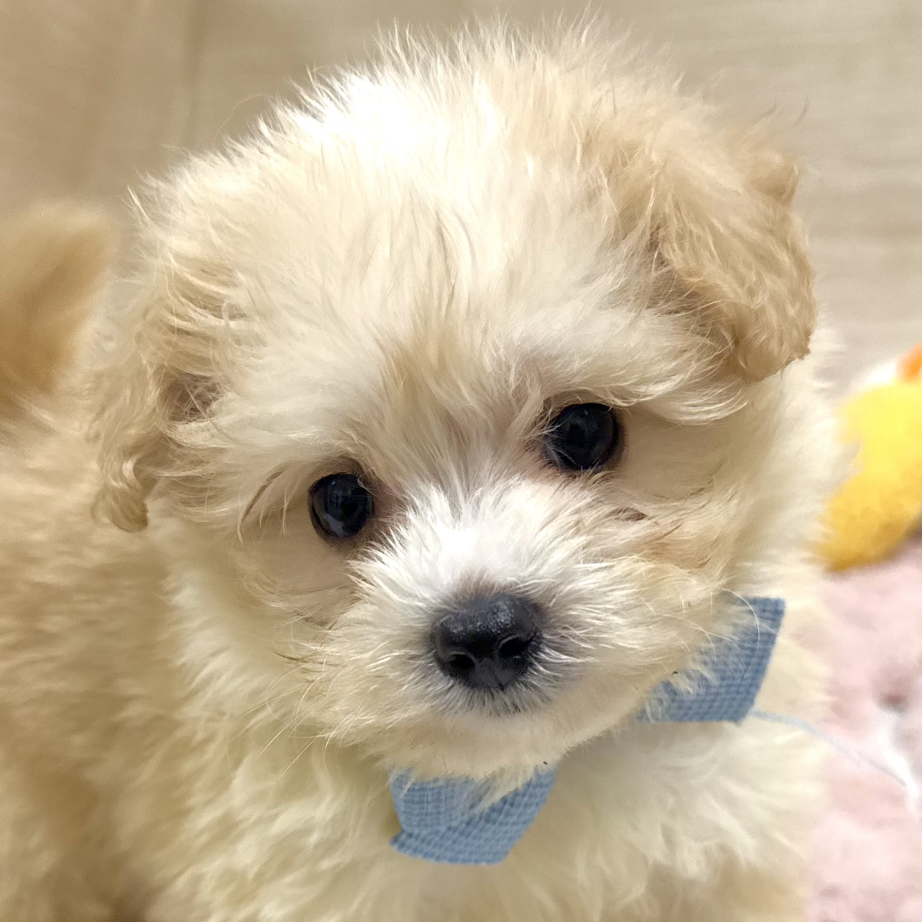 大阪府のポメプー(ポメラニアン×プードル) (犬の家＆猫の里そよら東岸和田店/2026年3月13日生まれ/男の子/アプリコットホワイト)の子犬の1枚目の画像