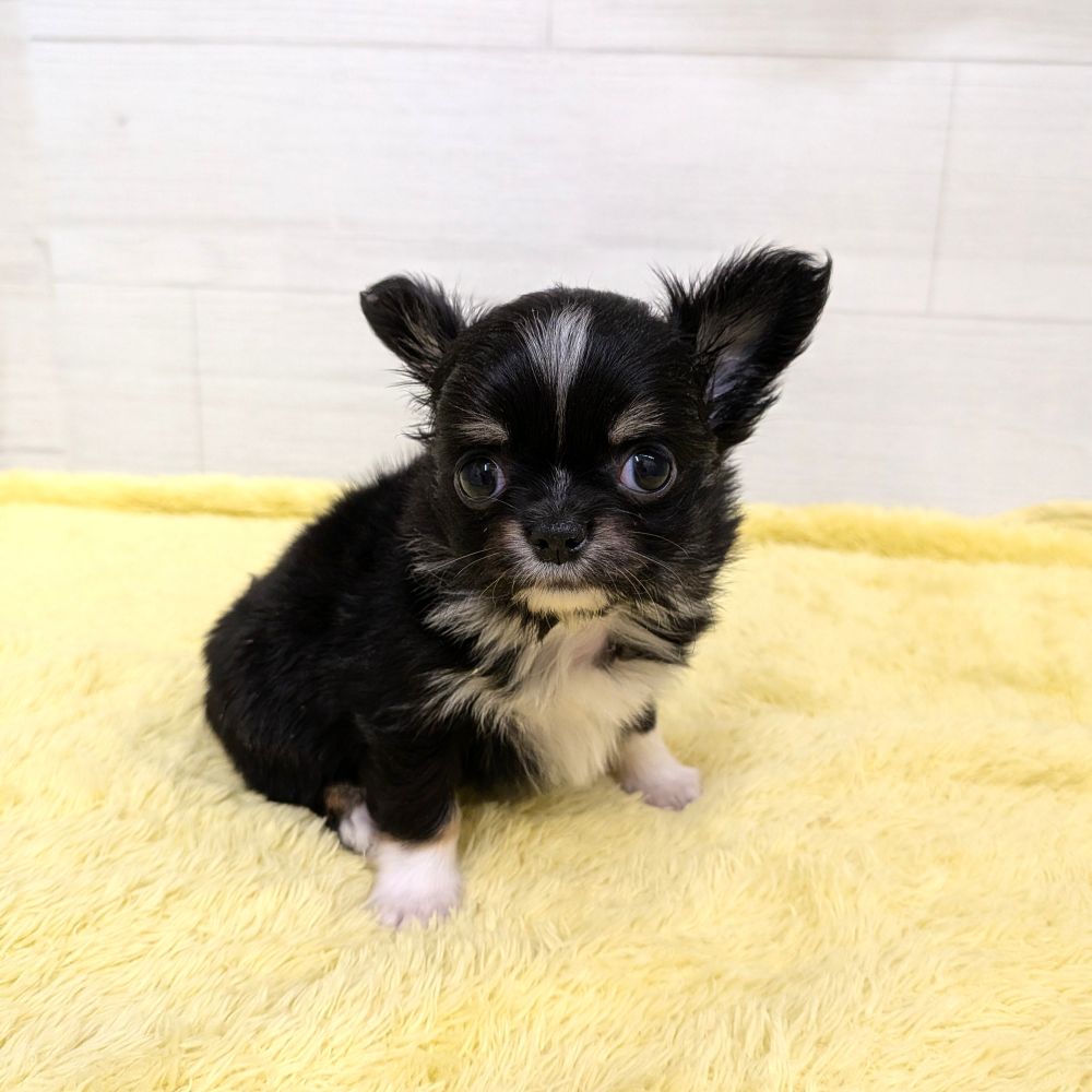 愛知県のチワワ(ロング) (犬の家＆猫の里碧南店/2026年3月11日生まれ/男の子/ブラックタンホワイト)の子犬の2枚目の画像