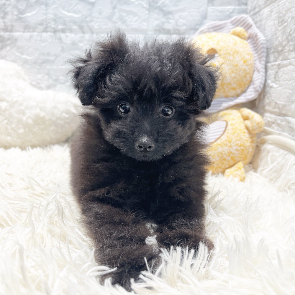 愛知県のポメプー(ポメラニアン×プードル) (犬の家＆猫の里MiO香久山店/2026年3月14日生まれ/女の子/ブラック)の子犬の2枚目の画像