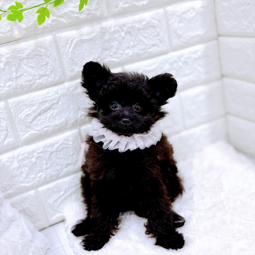 福井県のポメプー(ポメラニアン×プードル) (犬の家＆猫の里アミーゴ福井店/2026年3月14日生まれ/女の子/ブラック)の子犬の2枚目の画像