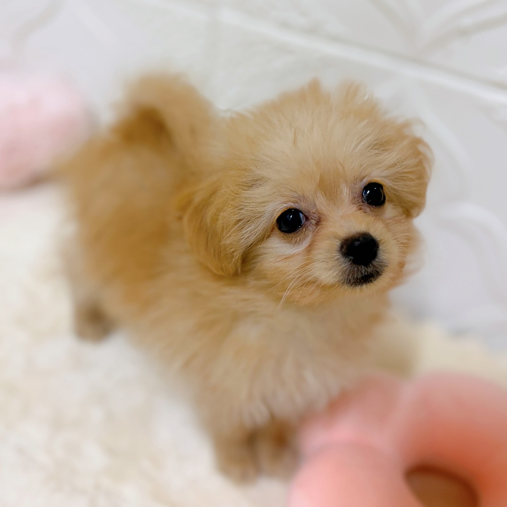 愛知県のポメプー(ポメラニアン×プードル) (犬の家＆猫の里岡崎店/2026年3月14日生まれ/女の子/アプリコット)の子犬の2枚目の画像