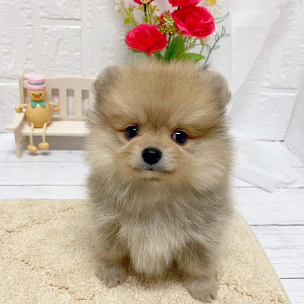 岡山県のポメラニアン (犬の家＆猫の里岡山店/2026年3月14日生まれ/女の子/ウルフセーブル)の子犬の2枚目の画像