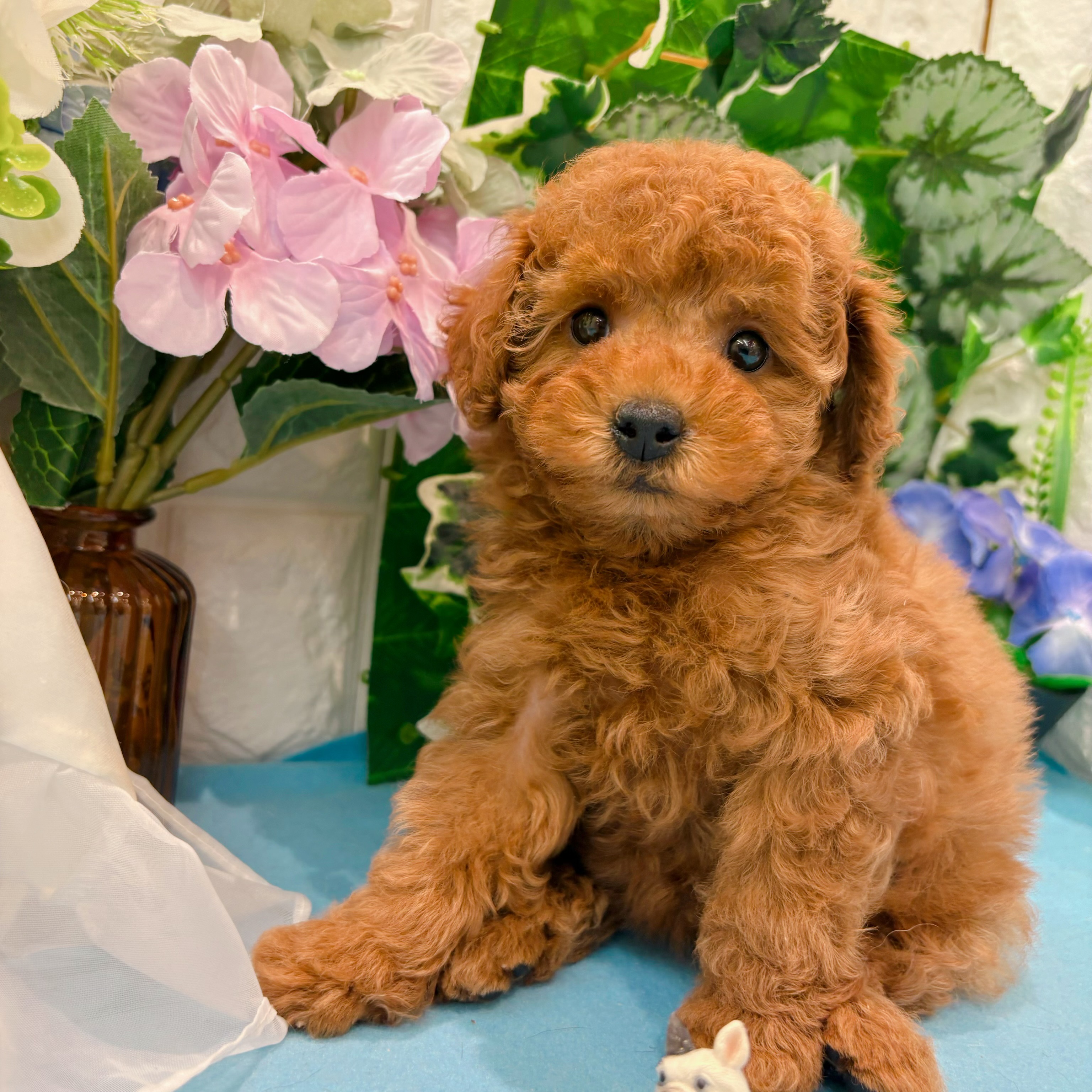 岡山県のトイプードル(トイ) (犬の家＆猫の里倉敷店/2026年3月14日生まれ/女の子/レッドフォーン)の子犬の1枚目の画像