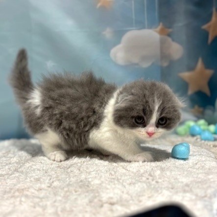福岡県のスコティッシュフォールド (犬の家＆猫の里トリアス久山店/2026年3月13日生まれ/男の子/ブルーホワイト)の子猫の2枚目の画像