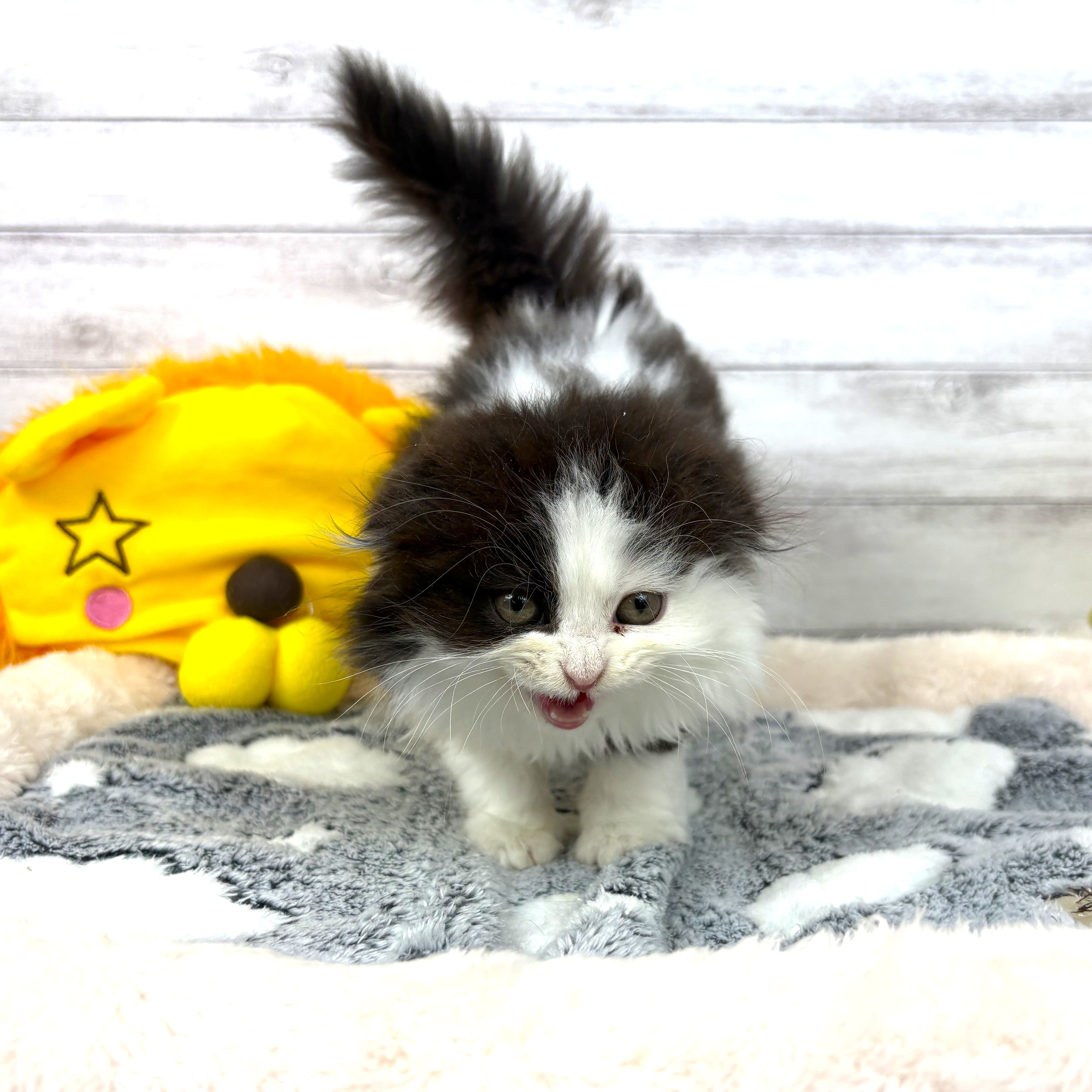 兵庫県のスコティッシュフォールド (犬の家＆猫の里川西店/2026年2月22日生まれ/男の子/ブラックホワイト)の子猫の2枚目の画像