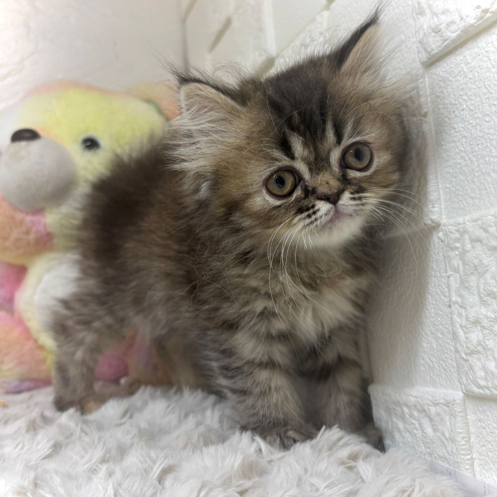 兵庫県のエキゾチック (犬の家＆猫の里ゆめタウン姫路店/2026年3月8日生まれ/女の子/ブラウンパッチドタビー)の子猫の2枚目の画像
