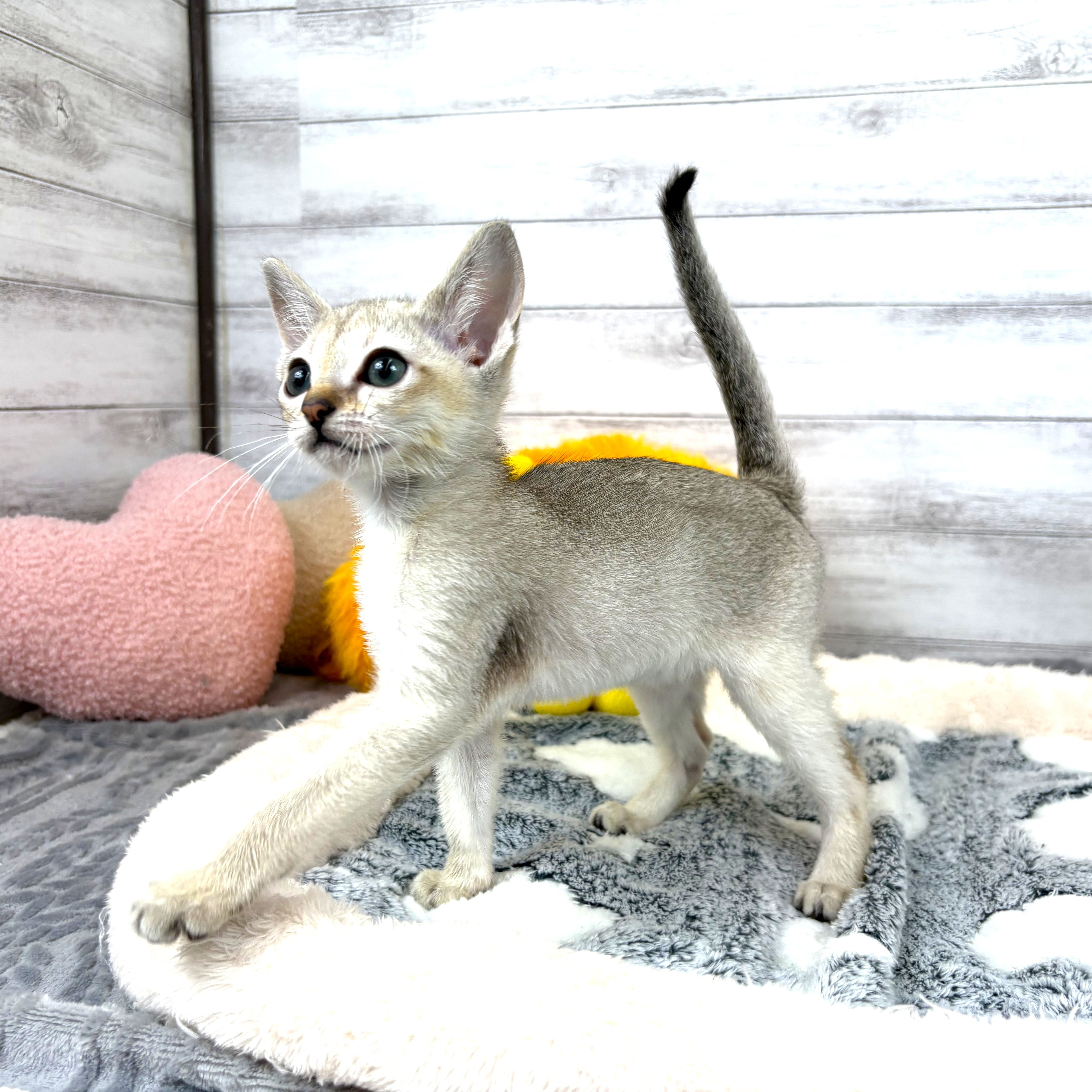 兵庫県のシンガプーラ (犬の家＆猫の里川西店/2026年3月14日生まれ/女の子/セピアアグーティ)の子猫の2枚目の画像