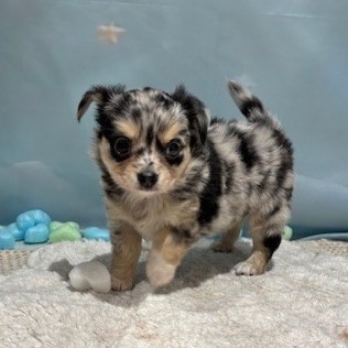 福岡県のチワックス(チワワ×ダックス) (犬の家＆猫の里トリアス久山店/2026年3月14日生まれ/男の子/ブルーマール)の子犬の2枚目の画像