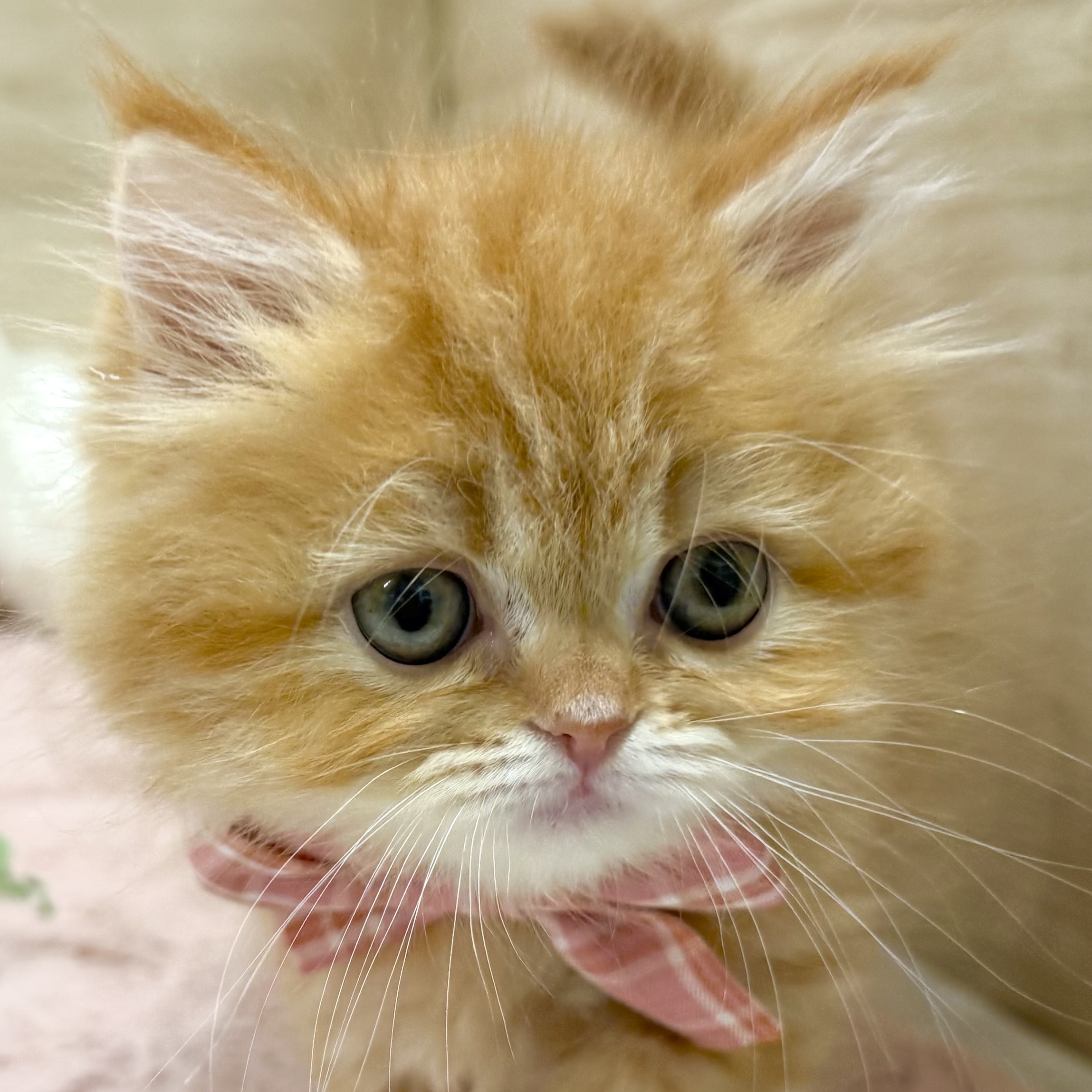 大阪府のラガマフィン (犬の家＆猫の里そよら東岸和田店/2026年3月15日生まれ/女の子/レッドタビー)の子猫の1枚目の画像