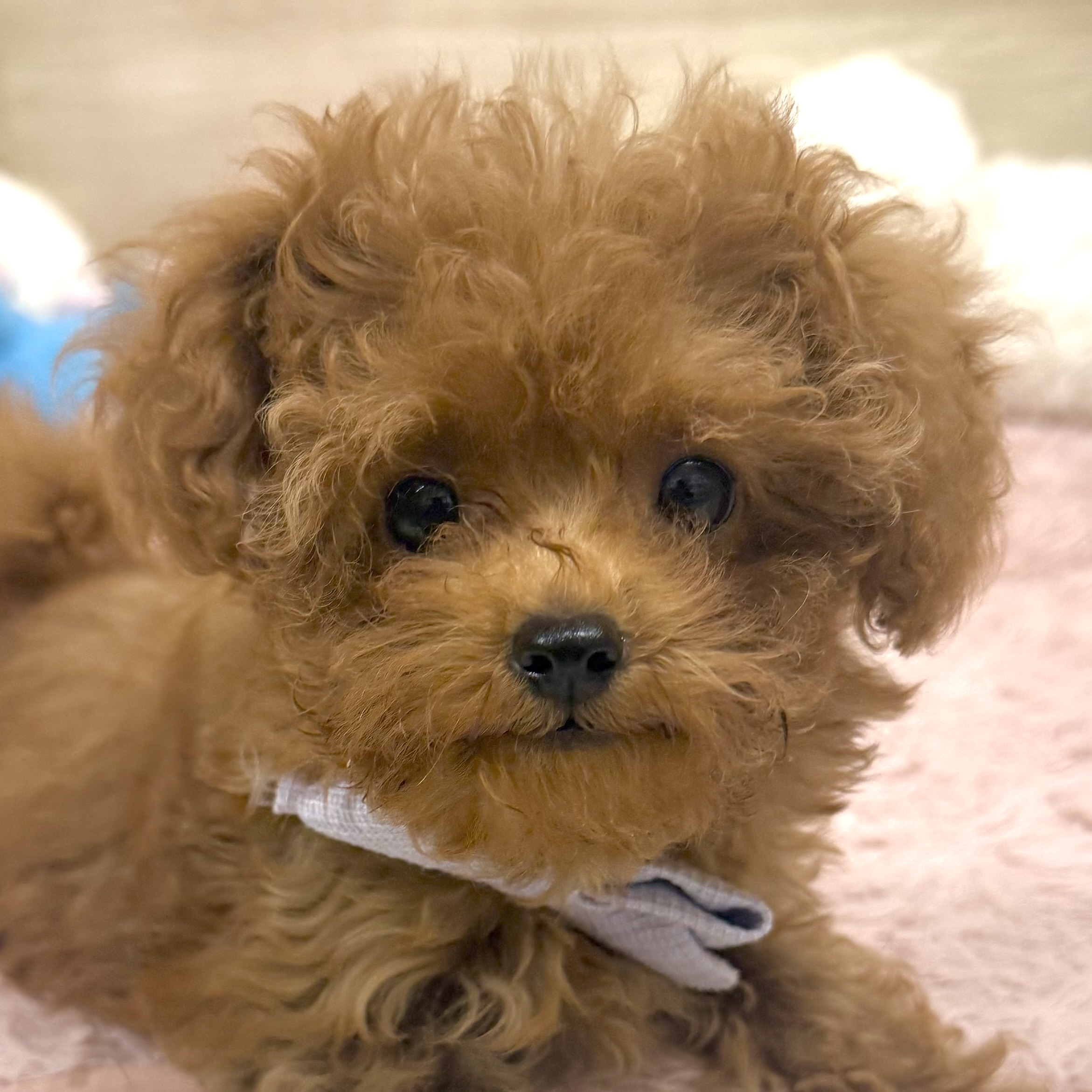 大阪府のトイプードル(トイ) (犬の家＆猫の里そよら東岸和田店/2026年3月12日生まれ/女の子/オレンジフォーン)の子犬の1枚目の画像