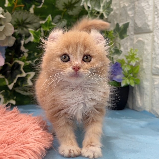 岡山県のキンカロー (犬の家＆猫の里倉敷店/2026年3月7日生まれ/男の子/クリームタビーホワイト)の子猫の1枚目の画像