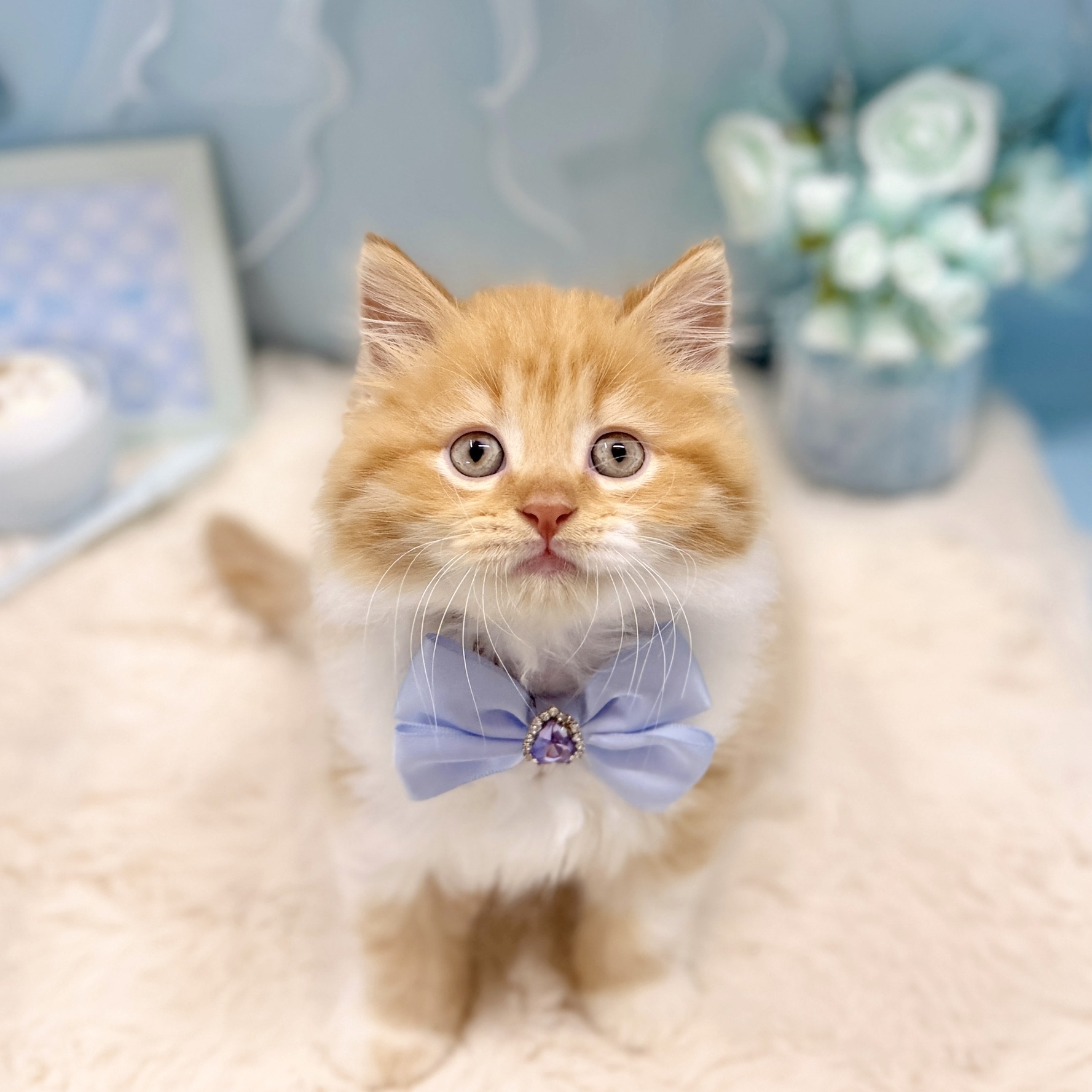 福井県のスコティッシュストレート (犬の家＆猫の里アミーゴ福井大和田店/2026年3月15日生まれ/男の子/レッドタビーホワイト)の子猫の1枚目の画像