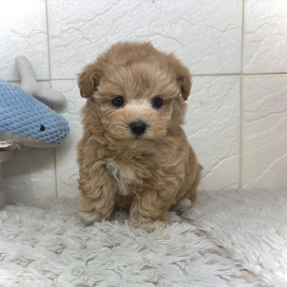 兵庫県のマルプー(マルチーズ×プードル) (犬の家＆猫の里ゆめタウン姫路店/2026年3月12日生まれ/男の子/アプリコット)の子犬の1枚目の画像