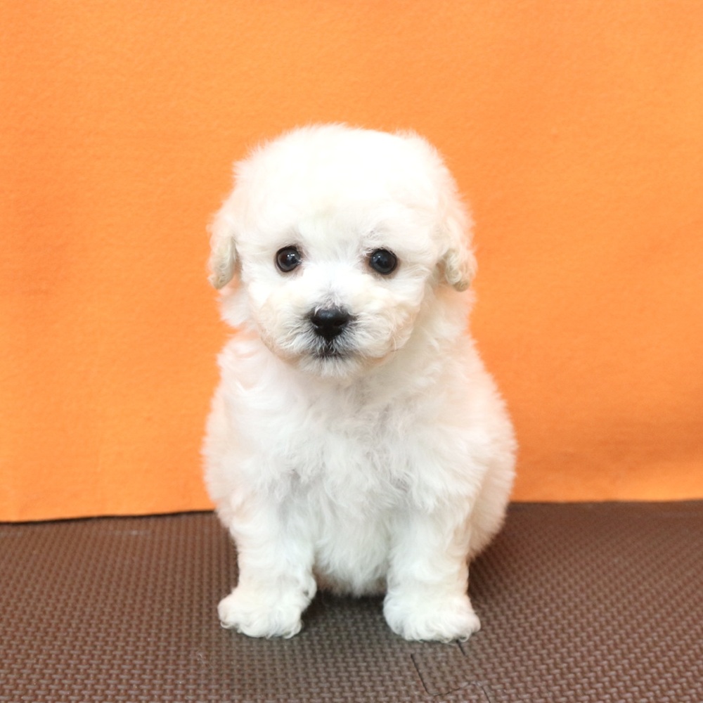 大阪府のビションプー(ビションフリーゼ×プードル) (犬の家＆猫の里吹田店/2026年3月13日生まれ/女の子/ホワイト)の子犬