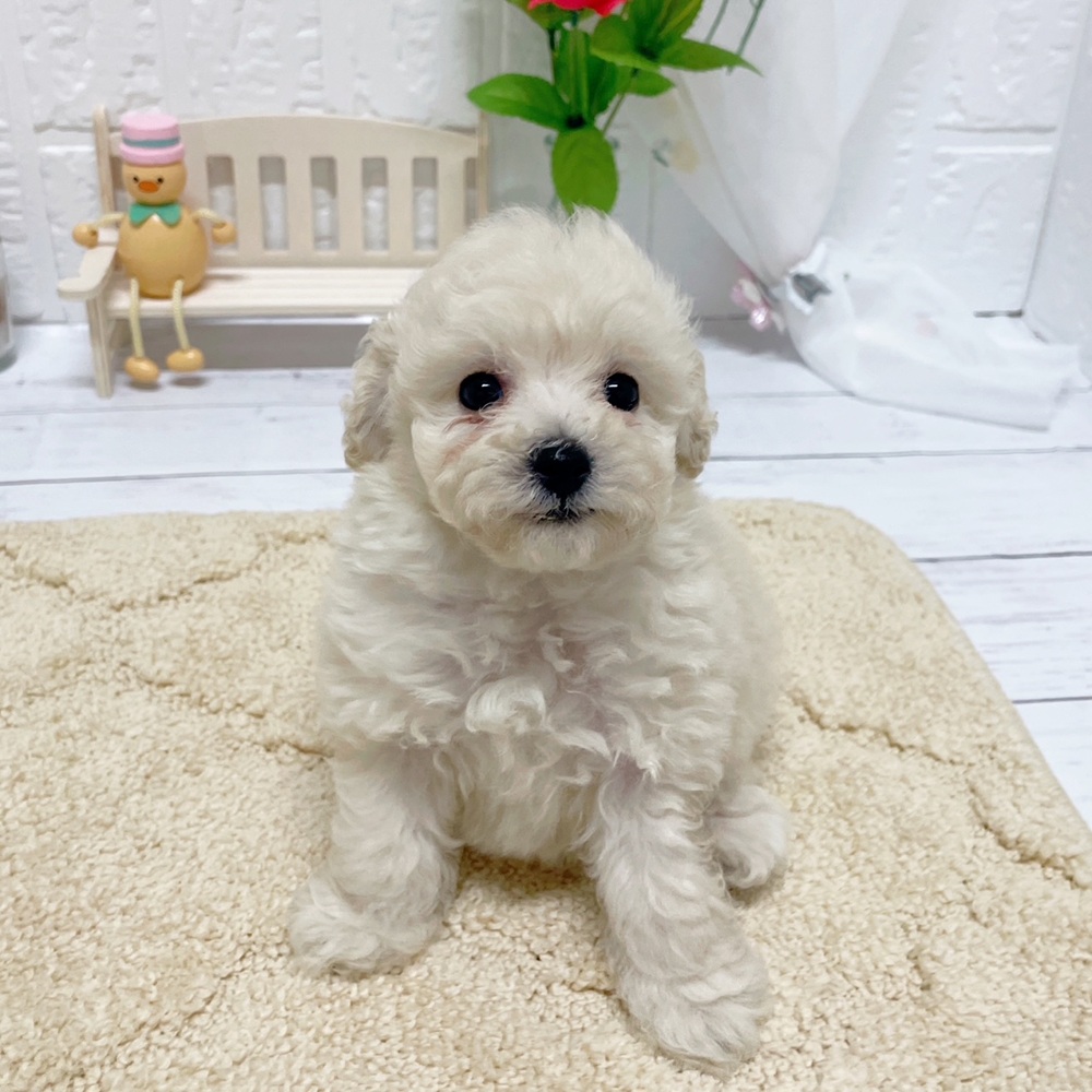 ハーフ犬女の子の写真