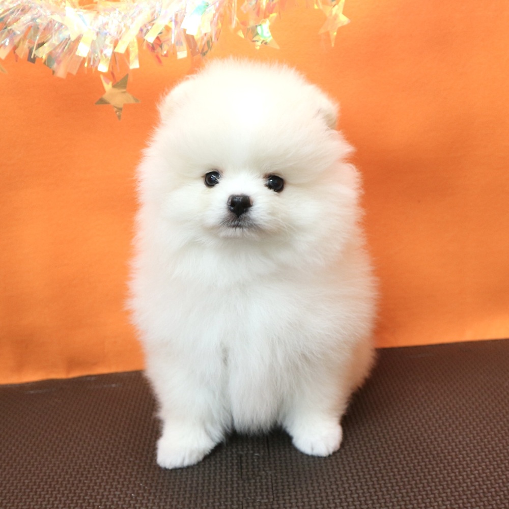 大阪府のポメラニアン (犬の家＆猫の里吹田店/2026年3月15日生まれ/男の子/クリーム)の子犬