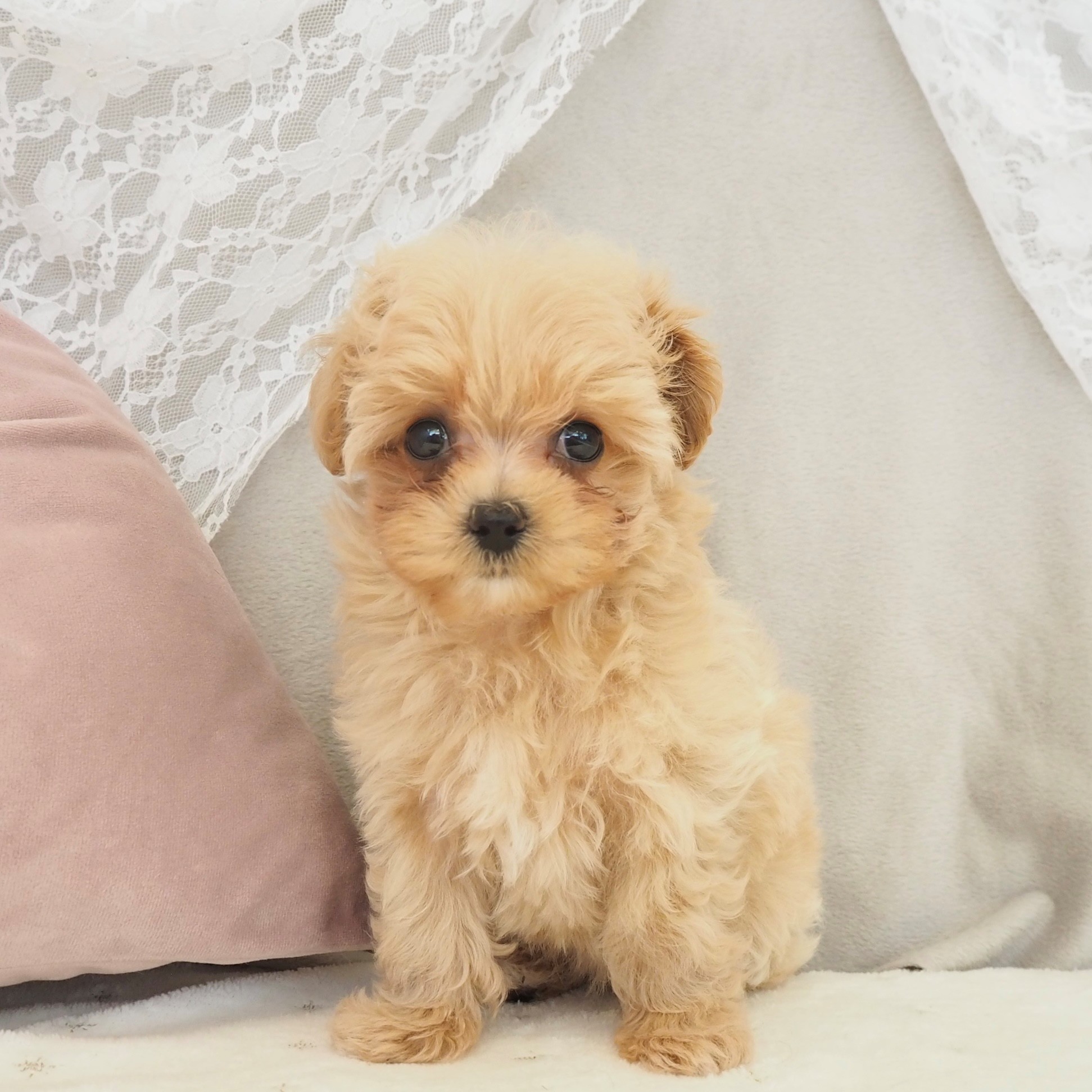 ハーフ犬女の子の写真