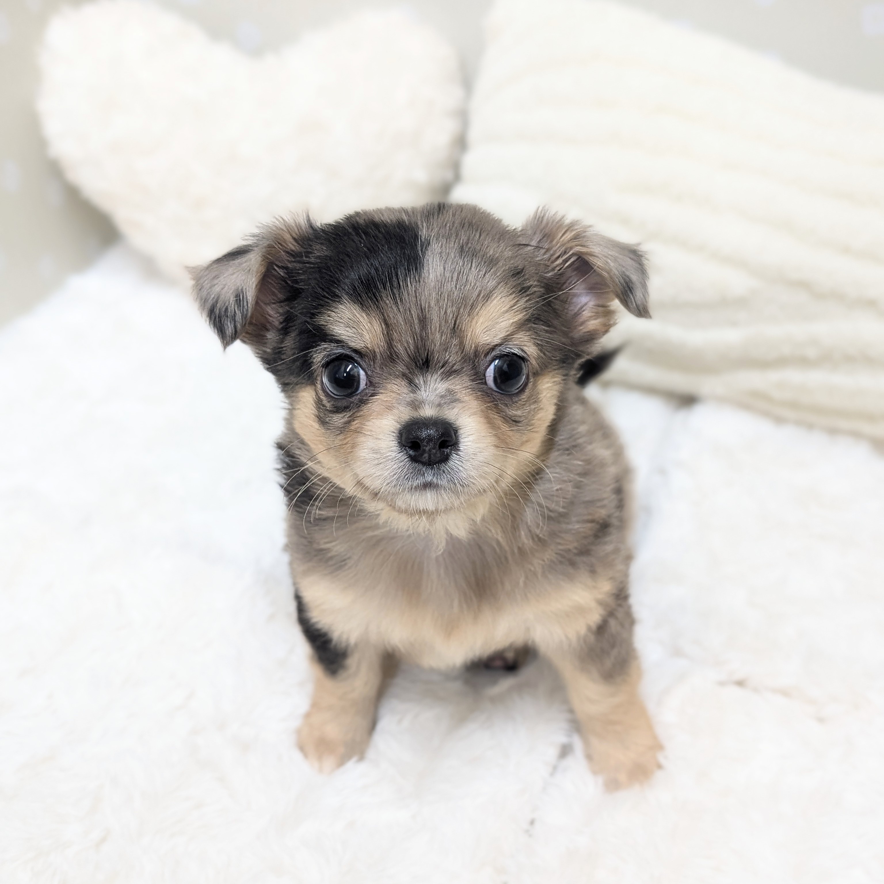 愛知県のチワワ(ロング) (犬の家＆猫の里安城店/2026年3月14日生まれ/男の子/ホワイトブルーマール)の子犬の1枚目の画像
