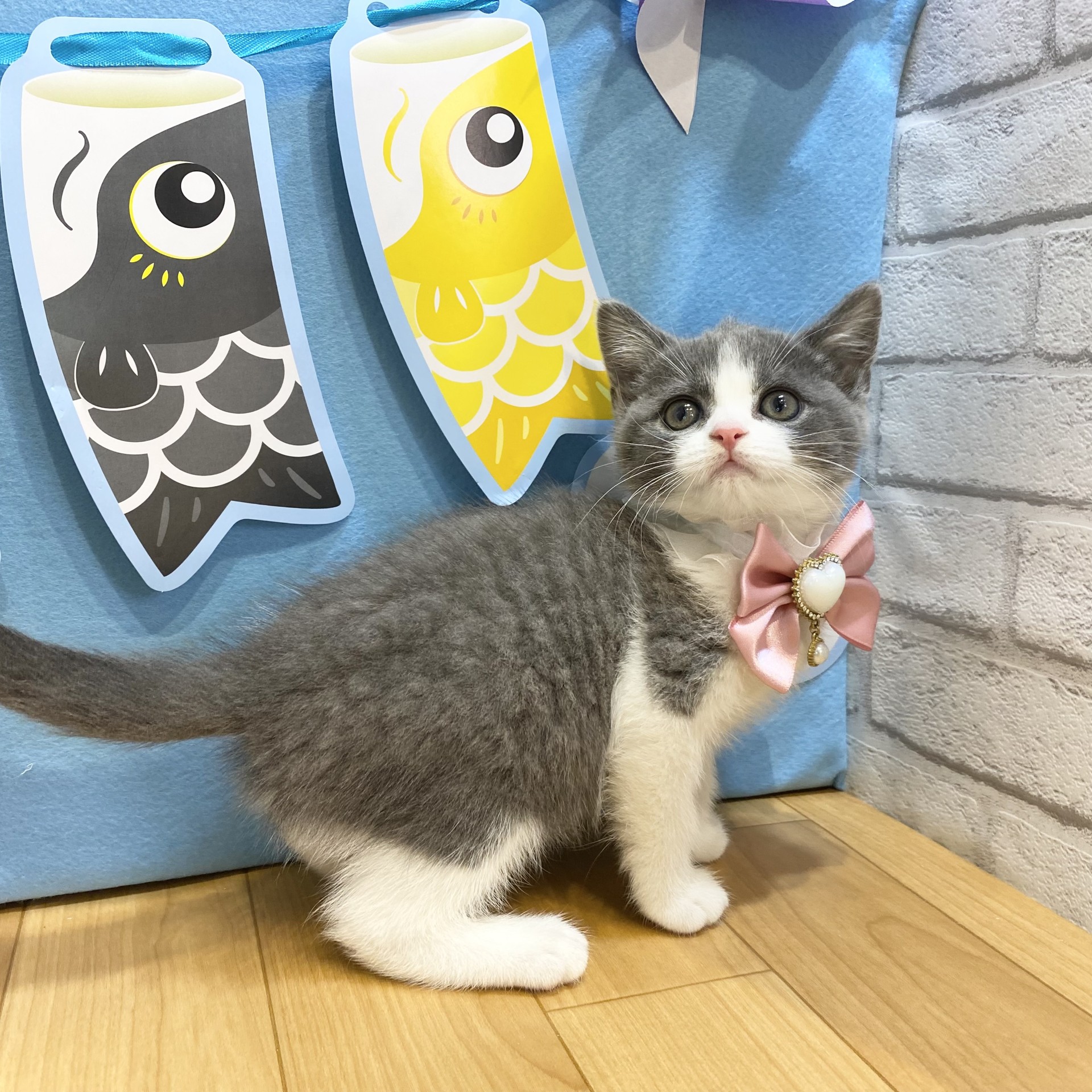 長野県のブリティッシュショートヘアー (犬の家＆猫の里カインズ梓川店/2026年3月13日生まれ/女の子/ブルーホワイト)の子猫の2枚目の画像