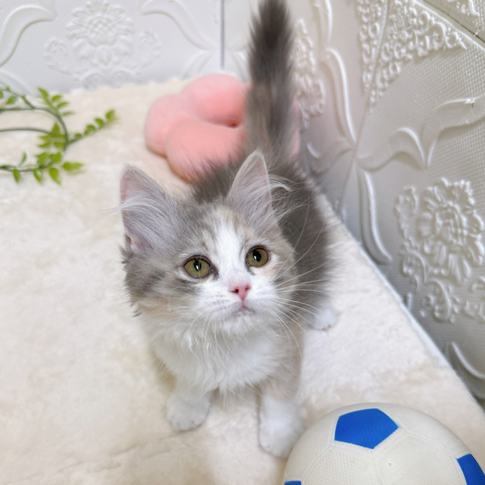 愛知県のサイベリアン (犬の家＆猫の里岡崎店/2026年2月15日生まれ/女の子/ブルーパッチドタビーホワイト)の子猫の2枚目の画像