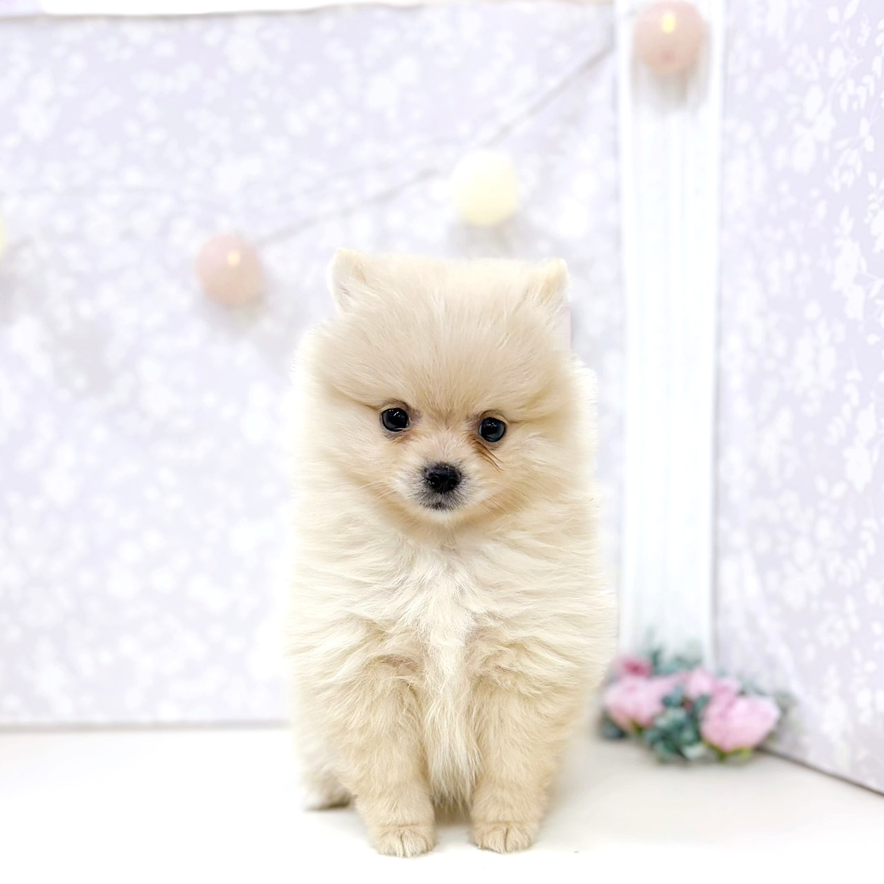 富山県のポメラニアン (犬の家＆猫の里アミーゴ高岡蓮花寺店/2026年3月15日生まれ/女の子/クリーム)の子犬の1枚目の画像