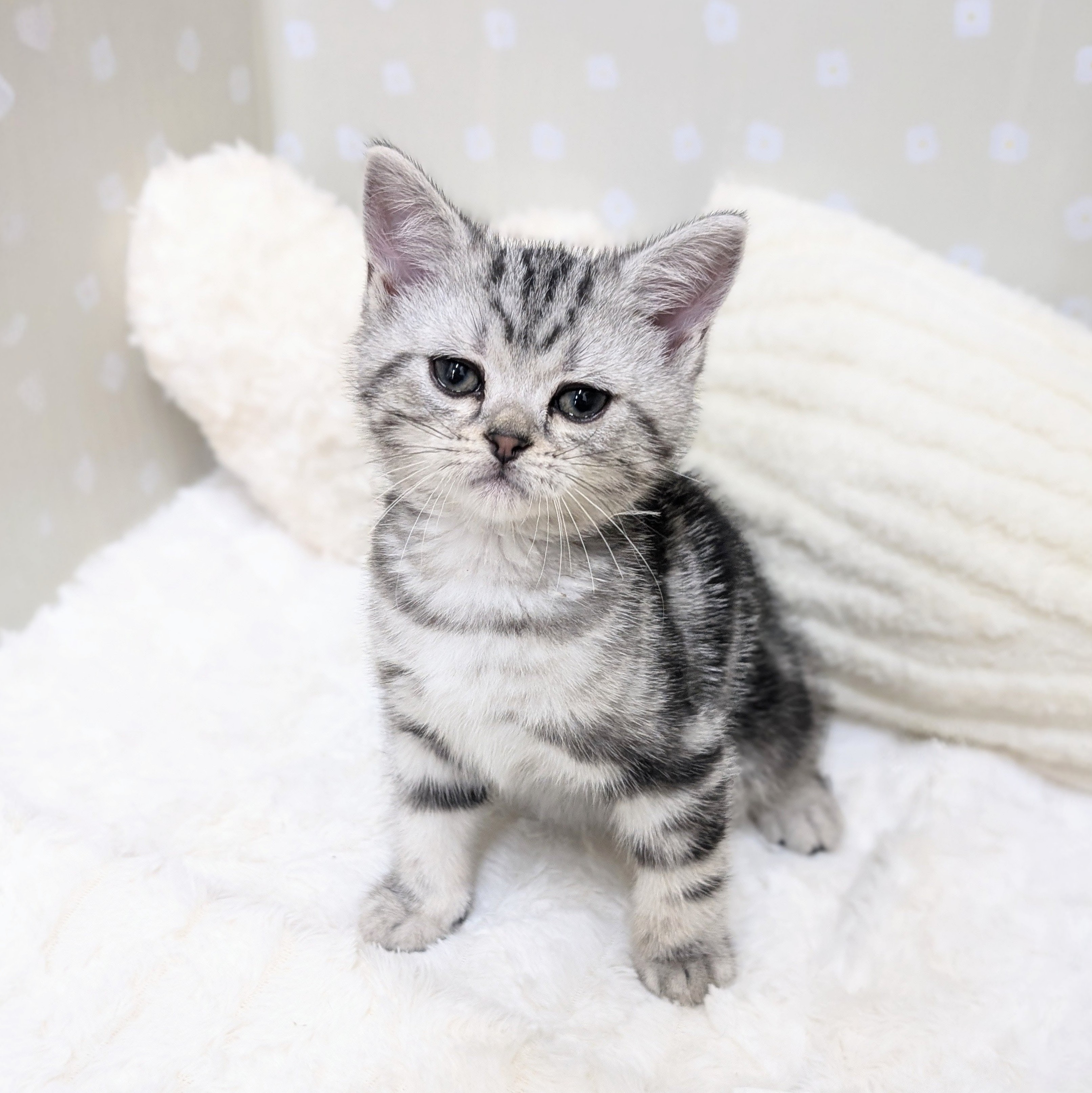愛知県のアメリカンショートヘアー (犬の家＆猫の里安城店/2026年3月13日生まれ/男の子/シルバータビー)の子猫の1枚目の画像