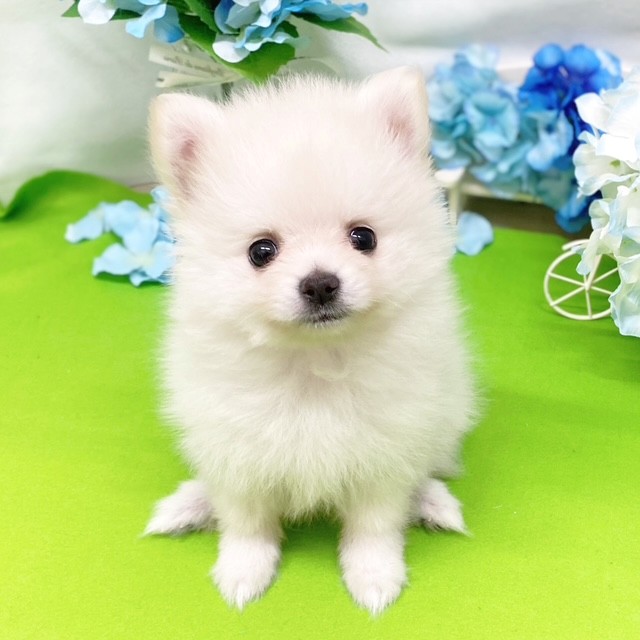 静岡県のポメラニアン (犬の家＆猫の里藤枝店/2026年3月14日生まれ/女の子/クリーム)の子犬の1枚目の画像