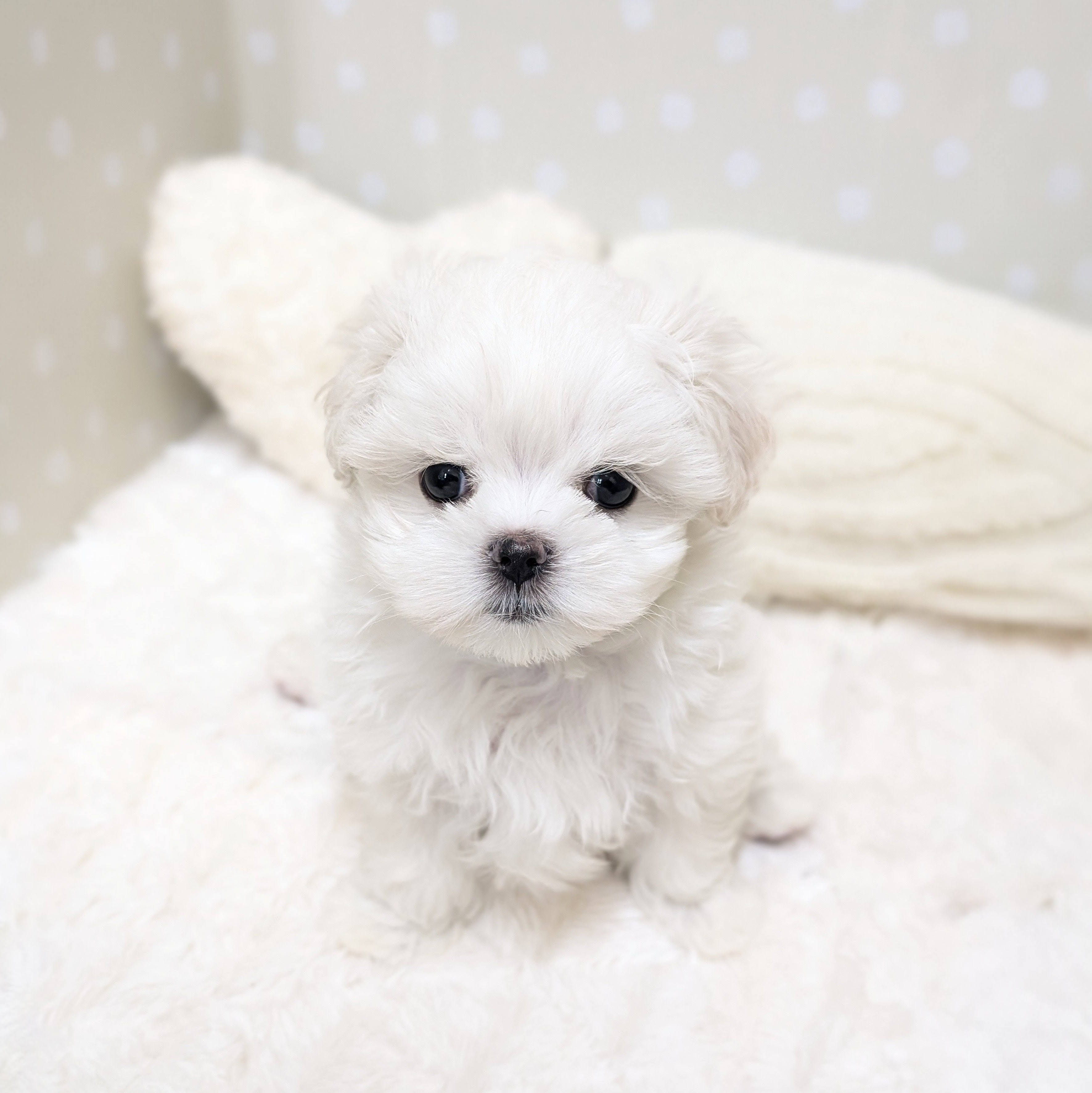 愛知県のマルチーズ (犬の家＆猫の里安城店/2026年3月10日生まれ/女の子/ホワイト)の子犬の1枚目の画像