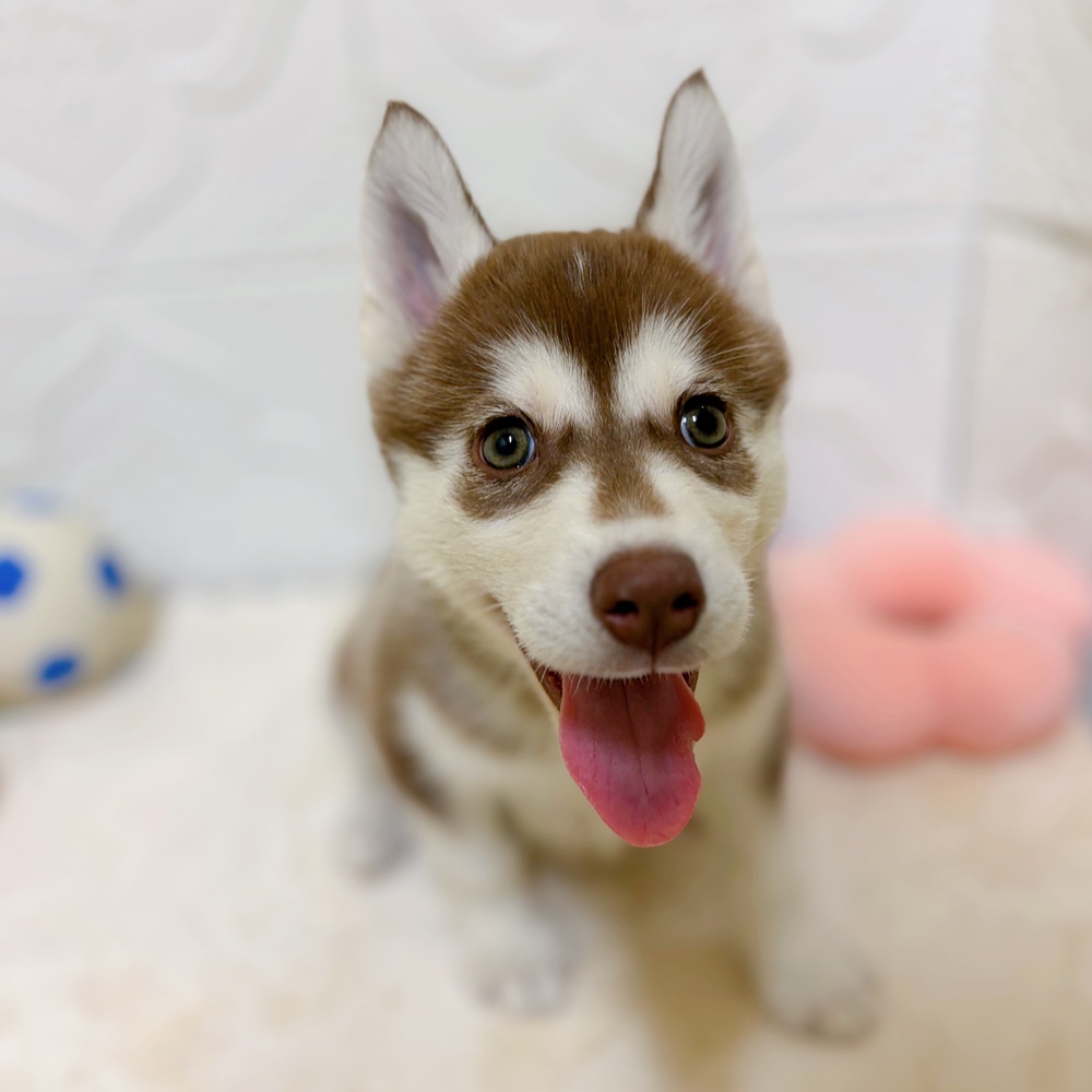 愛知県のシベリアンハスキー (犬の家＆猫の里岡崎店/2026年3月15日生まれ/女の子/チョコレートホワイト)の子犬の2枚目の画像