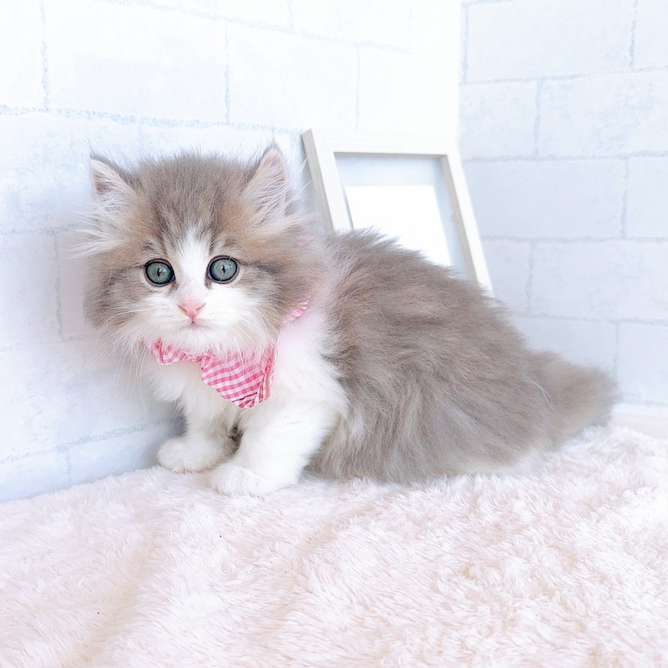 石川県のミヌエット (犬の家＆猫の里金沢店/2026年3月13日生まれ/女の子/ブルーパッチドタビーホワイト)の子猫の2枚目の画像