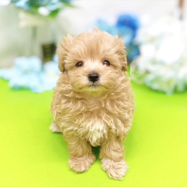 静岡県のマルプー(マルチーズ×プードル) (犬の家＆猫の里藤枝店/2026年3月12日生まれ/男の子/アプリコット)の子犬の1枚目の画像