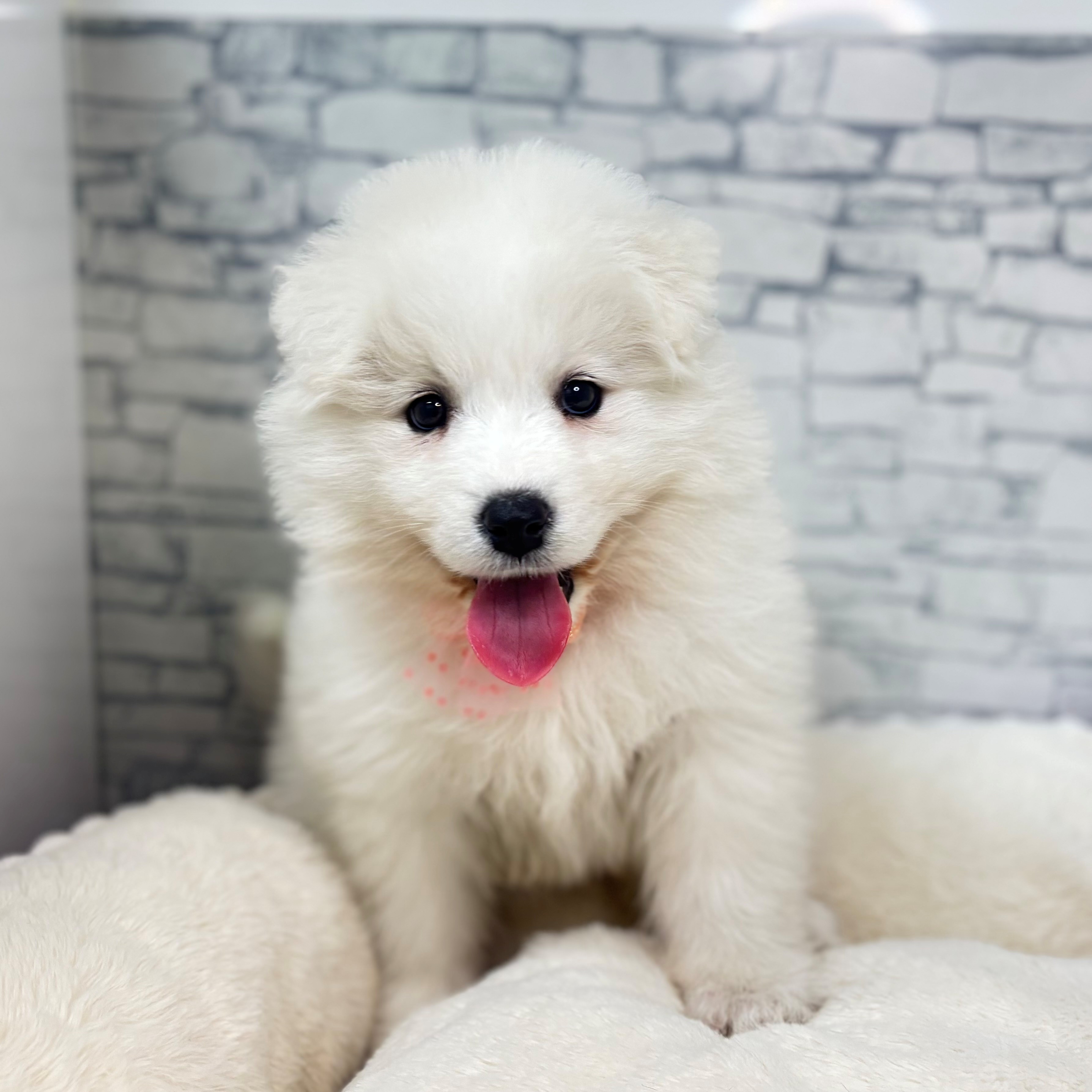 長野県のサモエド (犬の家＆猫の里長野店/2026年3月15日生まれ/女の子/ホワイト)の子犬の2枚目の画像