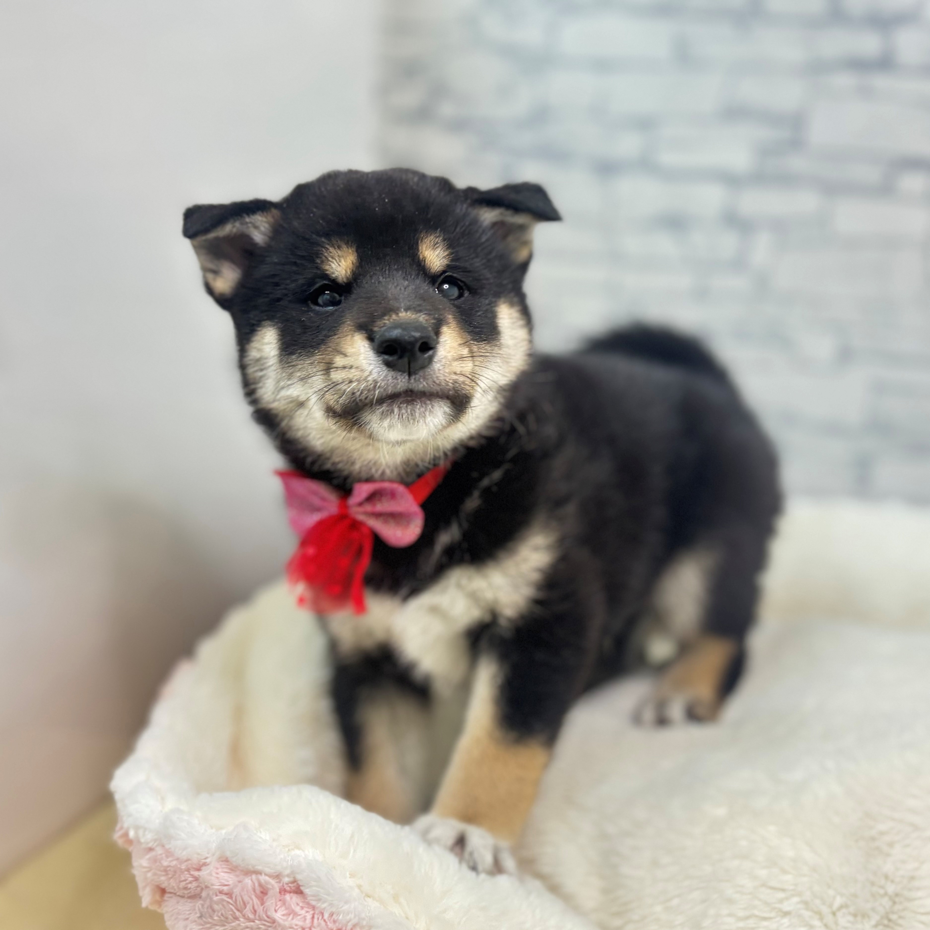 長野県の柴犬(標準サイズ) (犬の家＆猫の里長野店/2026年3月17日生まれ/男の子/黒)の子犬の2枚目の画像