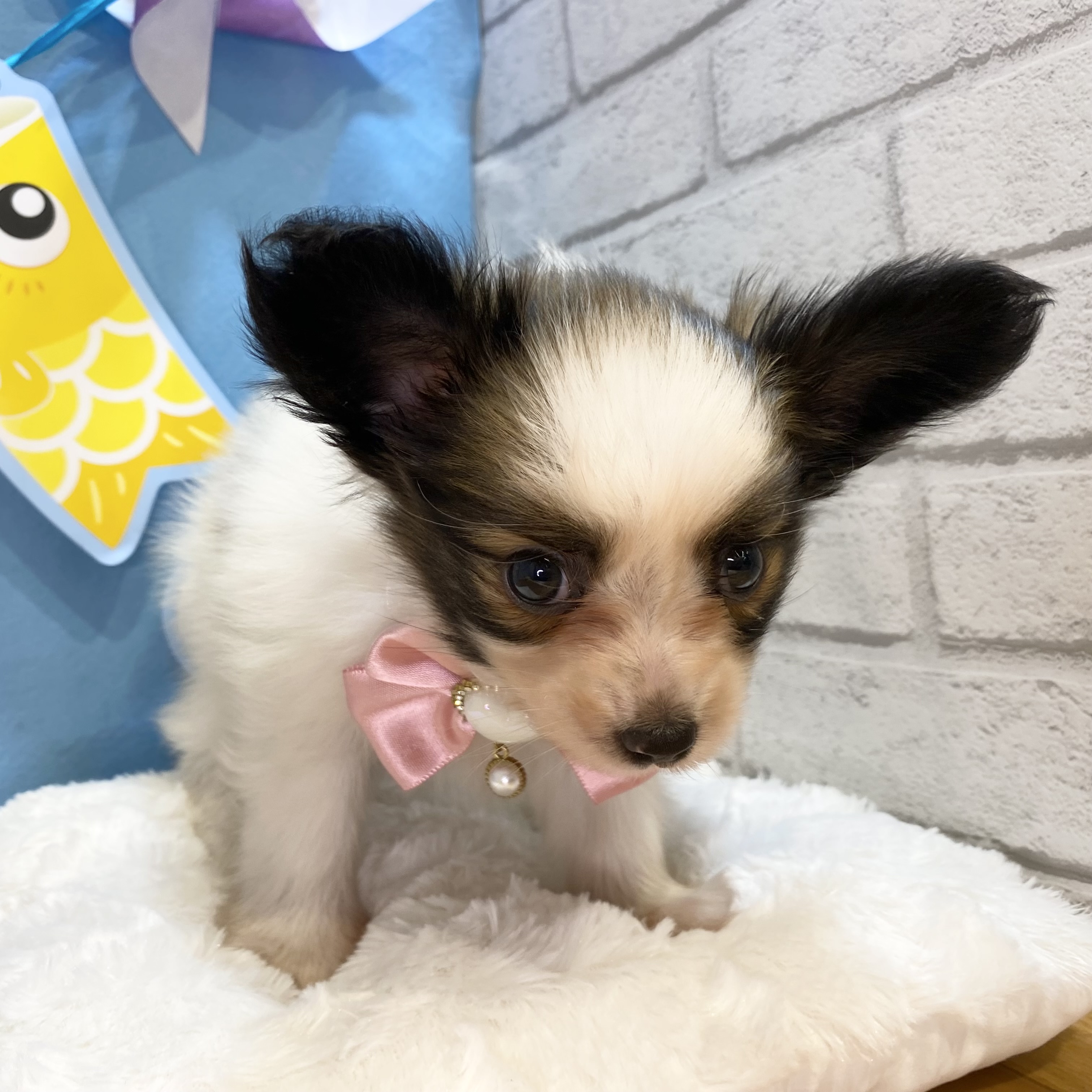 長野県のパピヨン (犬の家＆猫の里カインズ梓川店/2026年3月17日生まれ/女の子/ホワイトブラウン)の子犬の2枚目の画像