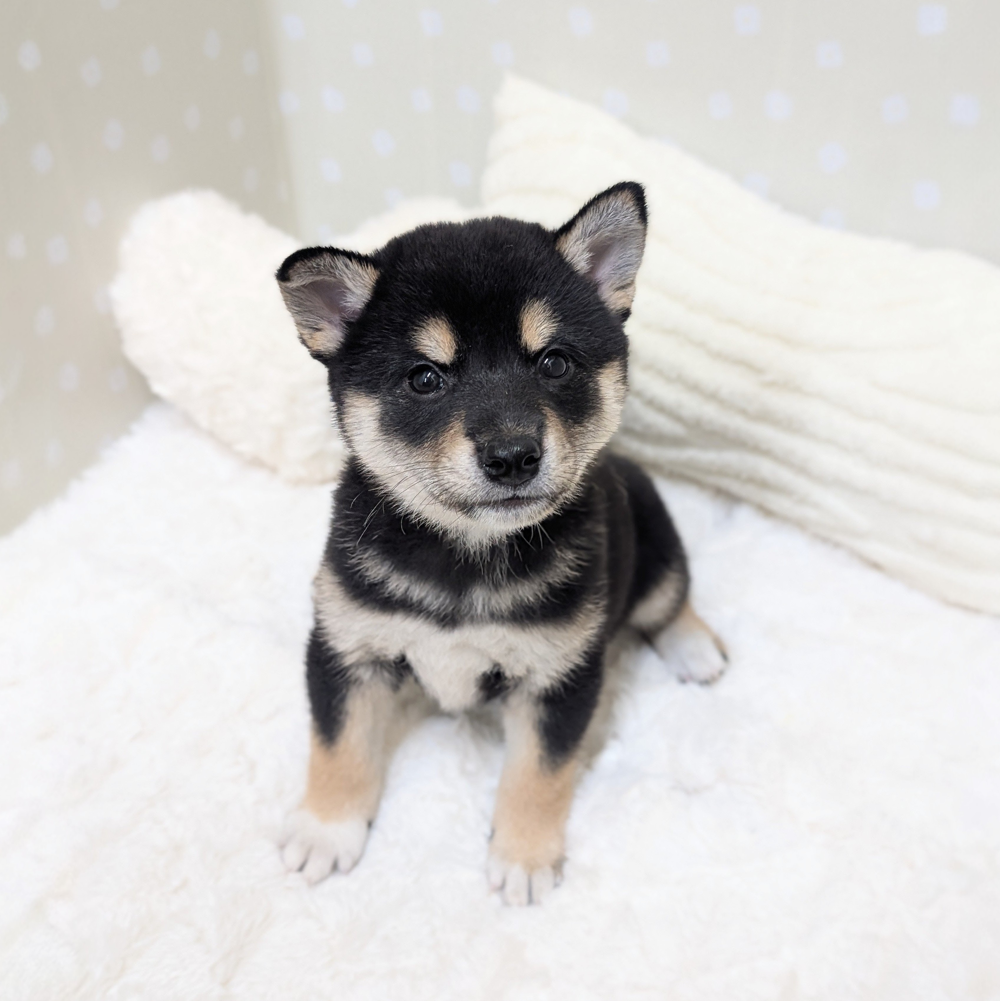 愛知県の柴犬(標準サイズ) (犬の家＆猫の里安城店/2026年3月17日生まれ/女の子/黒)の子犬の1枚目の画像